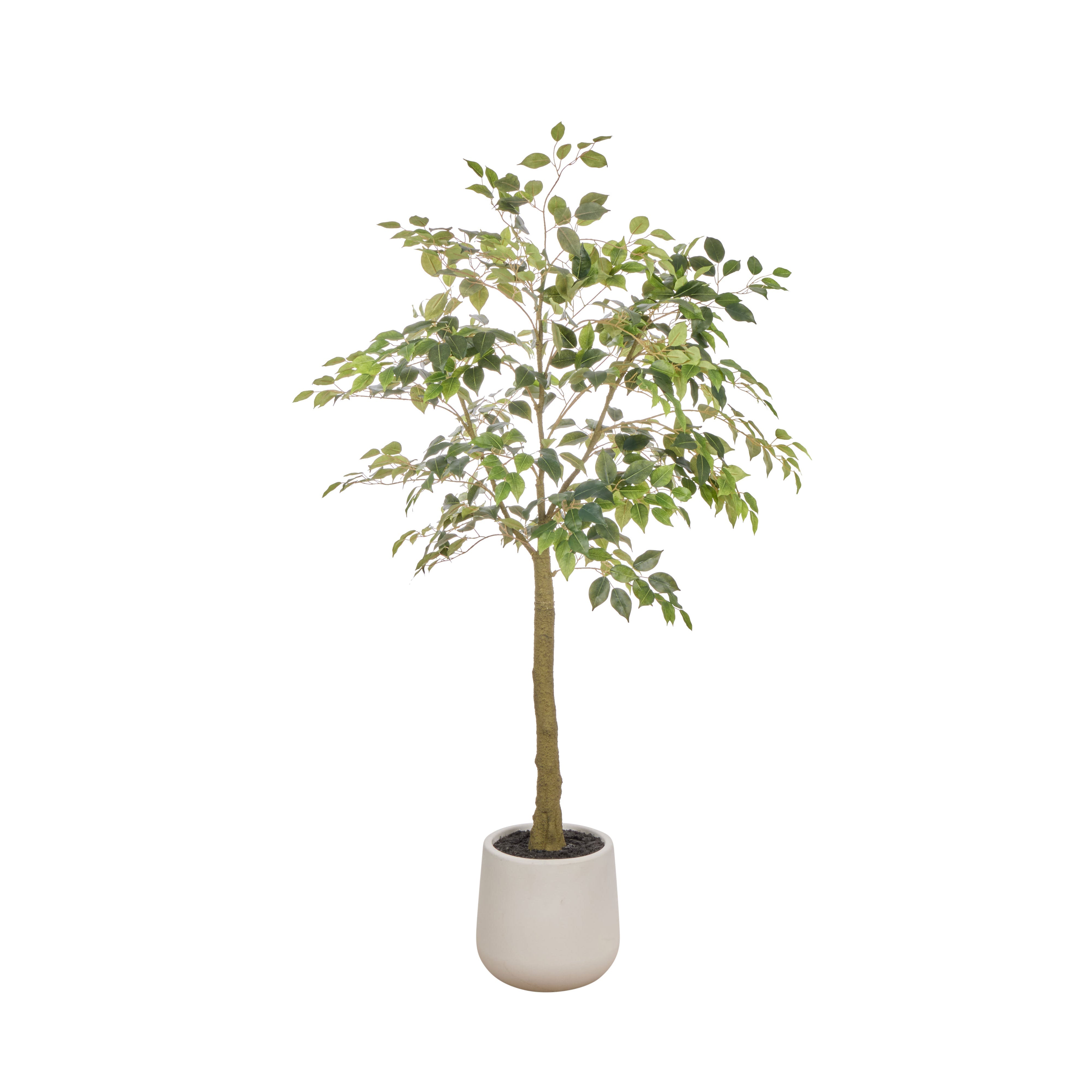 Rogue Ficus Tree Pot Green 180cm