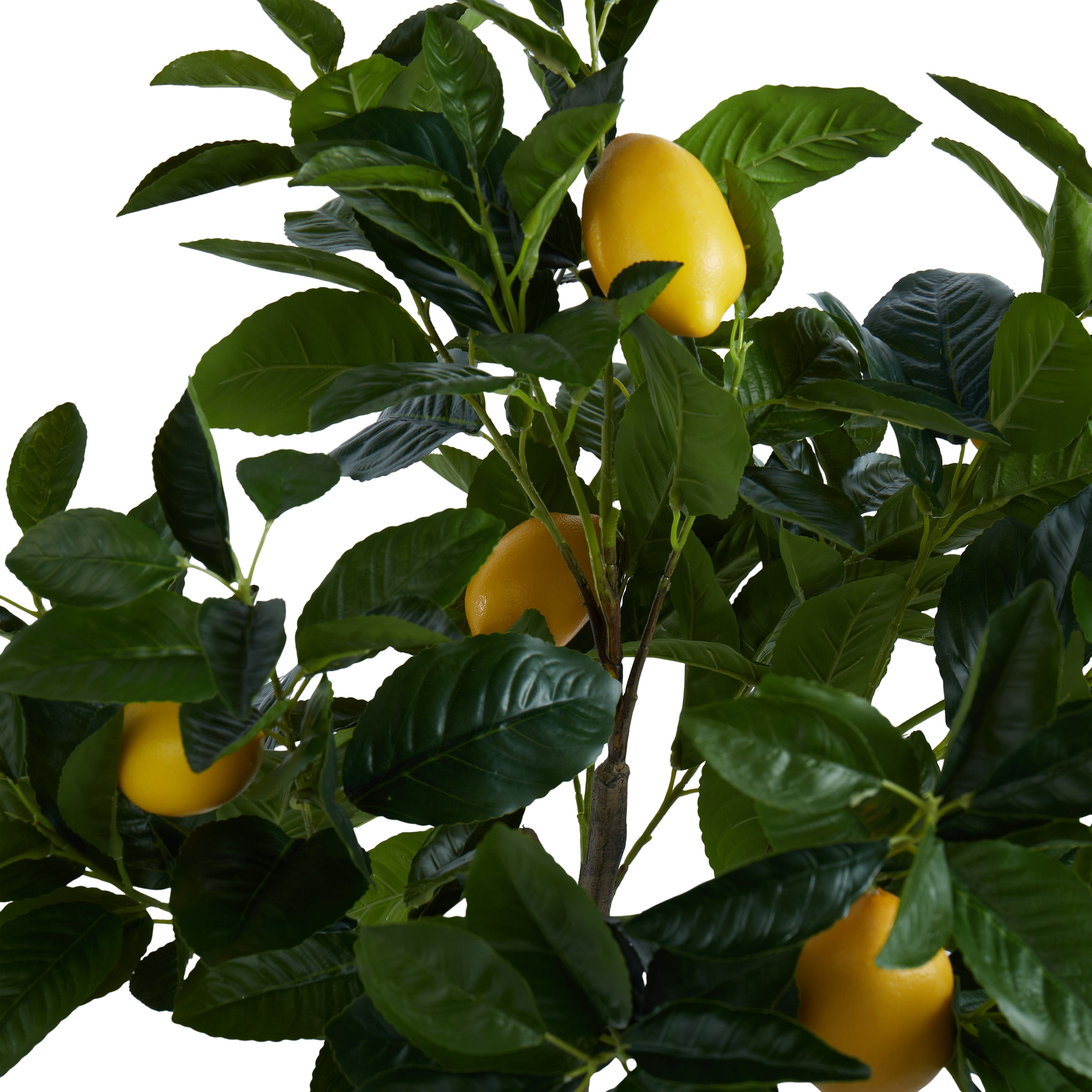 Rogue Lemon Tree 60cm