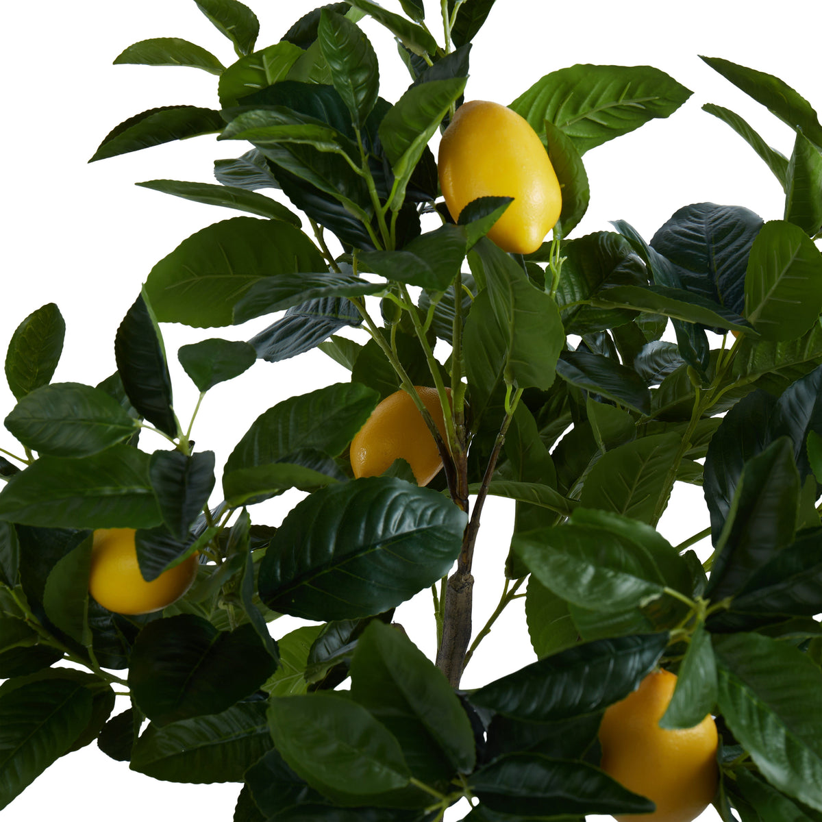 Rogue Lemon Tree 60cm