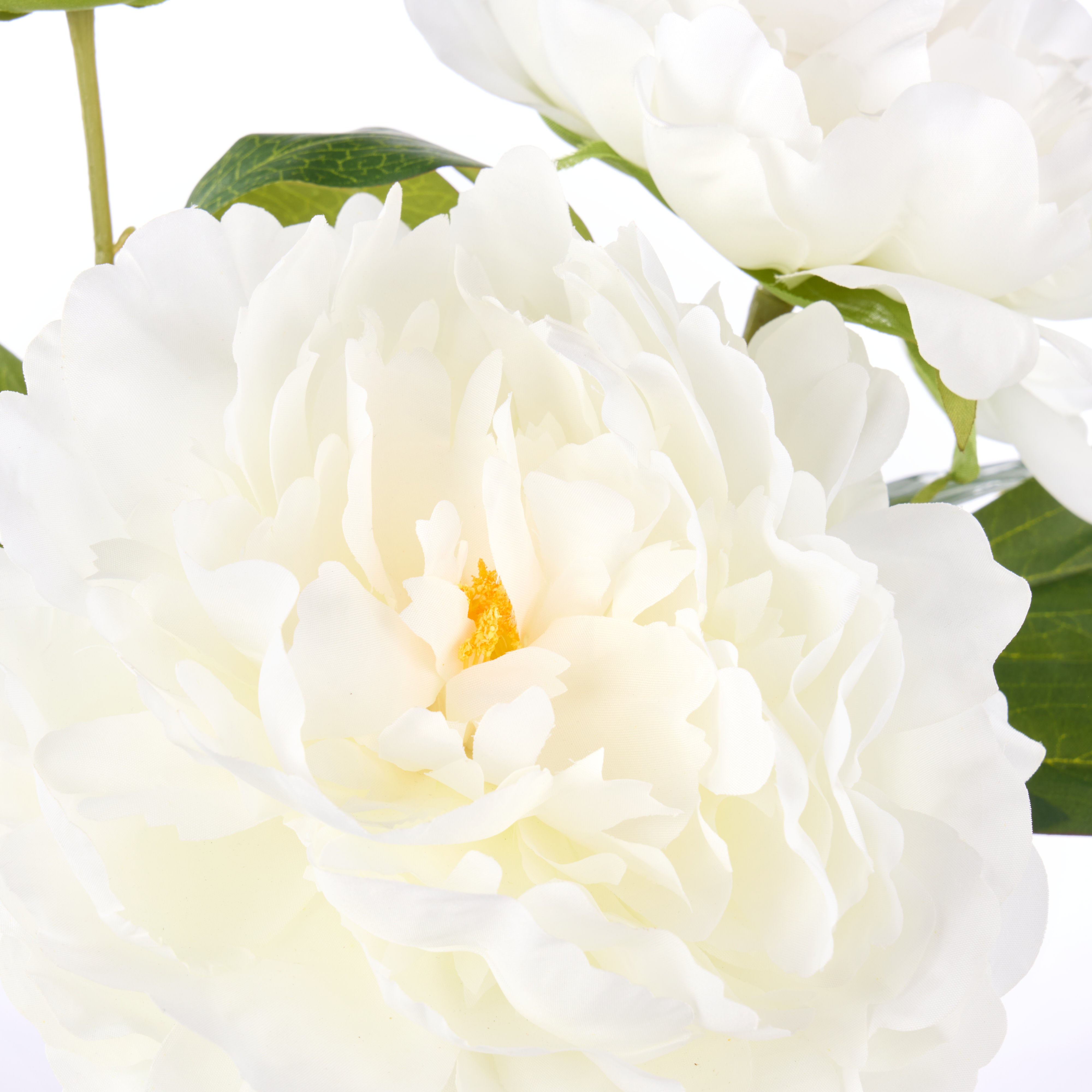 Rogue Peony Stem - Pauline Vase