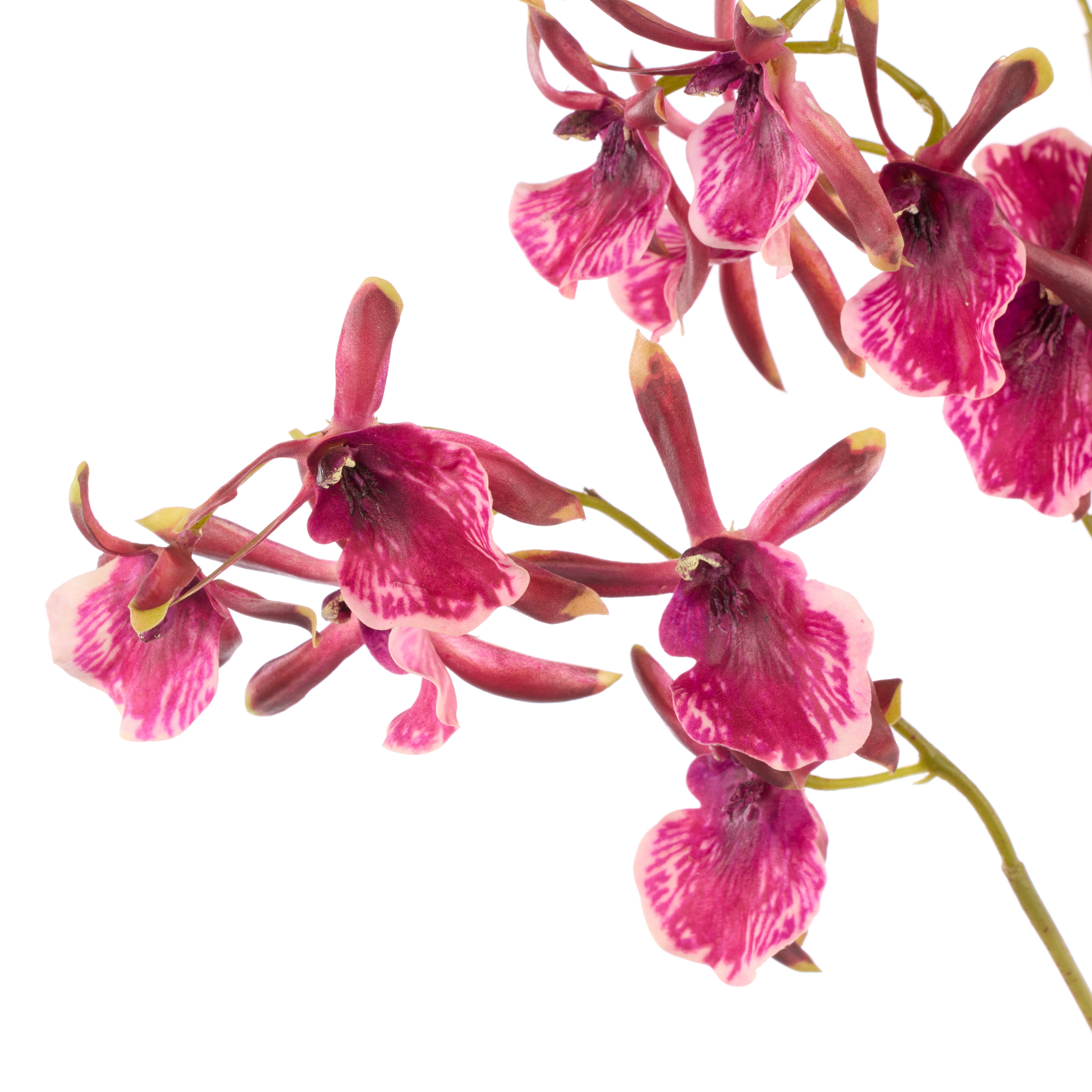 Rogue Dendrobium Orchid Stem Burgundy