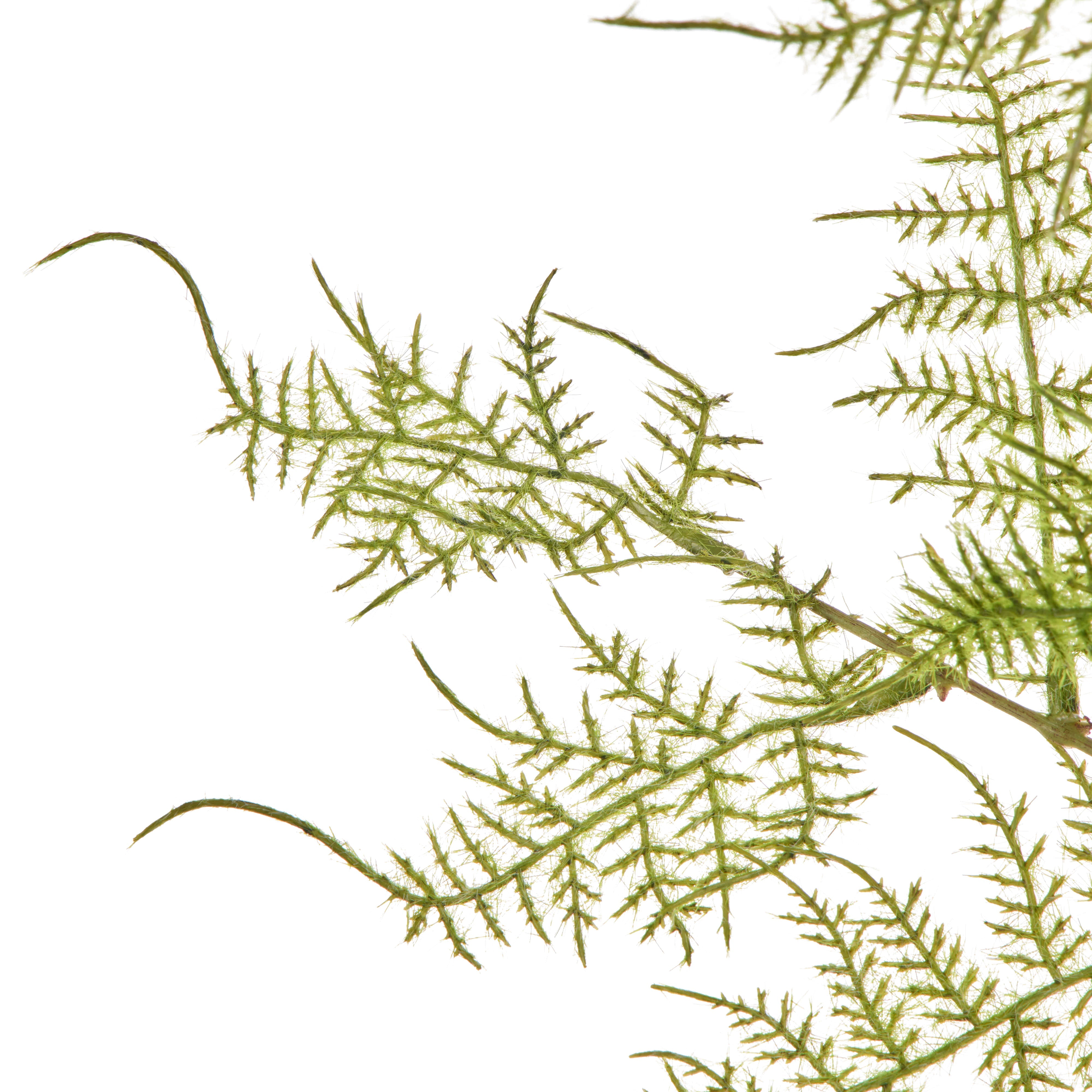 Rogue Fern Spray