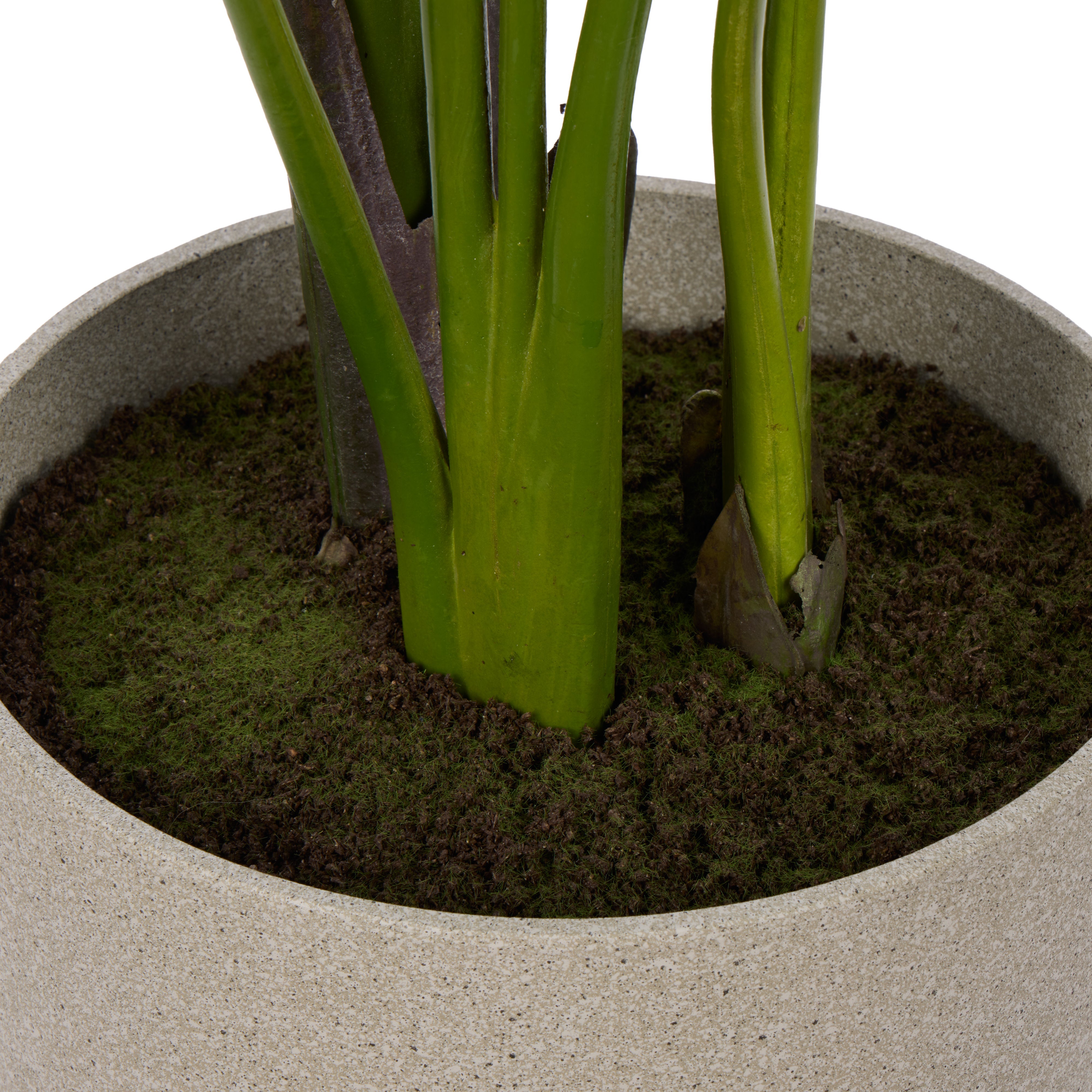 Rogue Giant Bird of Paradise - Cylinder Planter 145cm