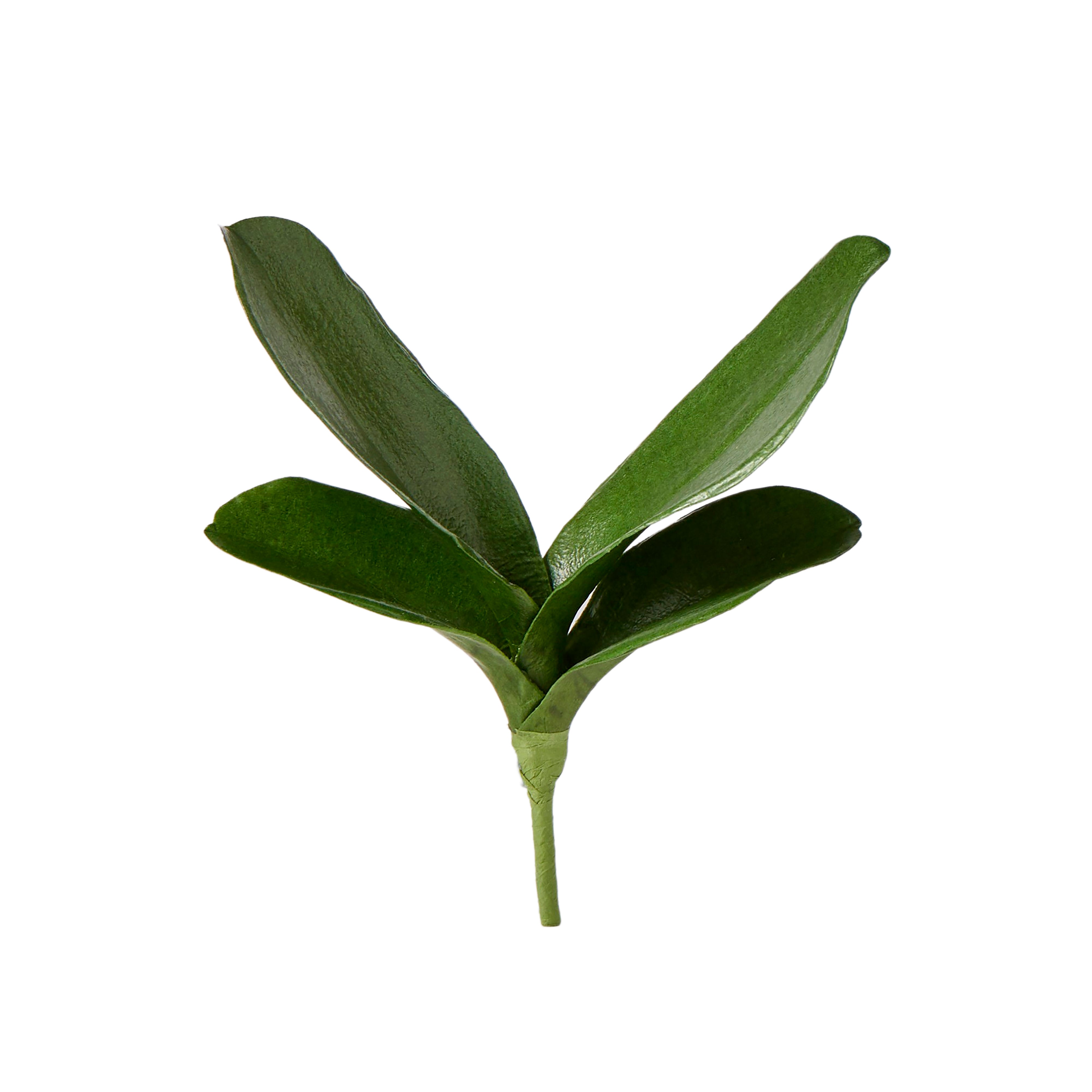 Rogue Phalaenopsis Foliage