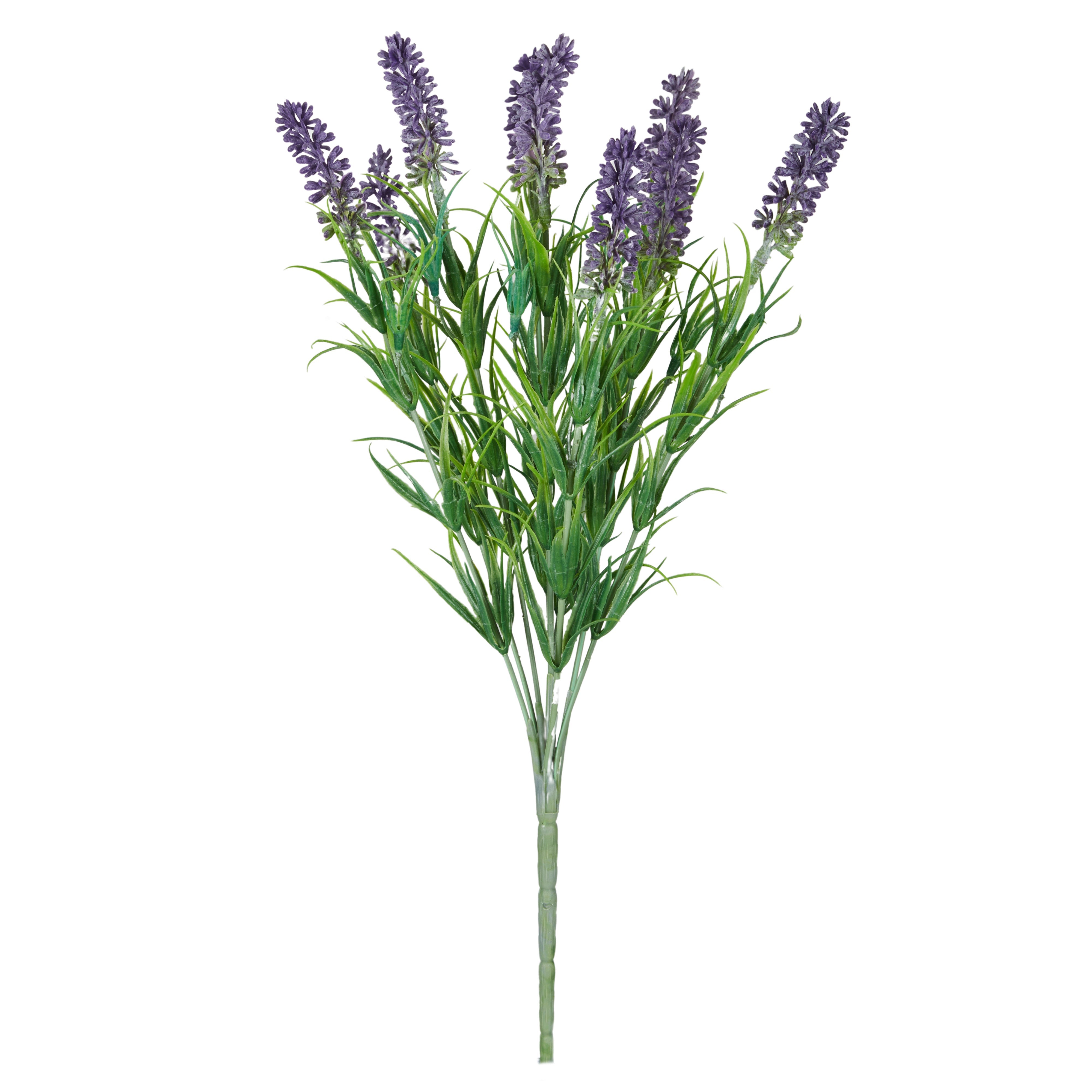 Rogue Lavender Plant
