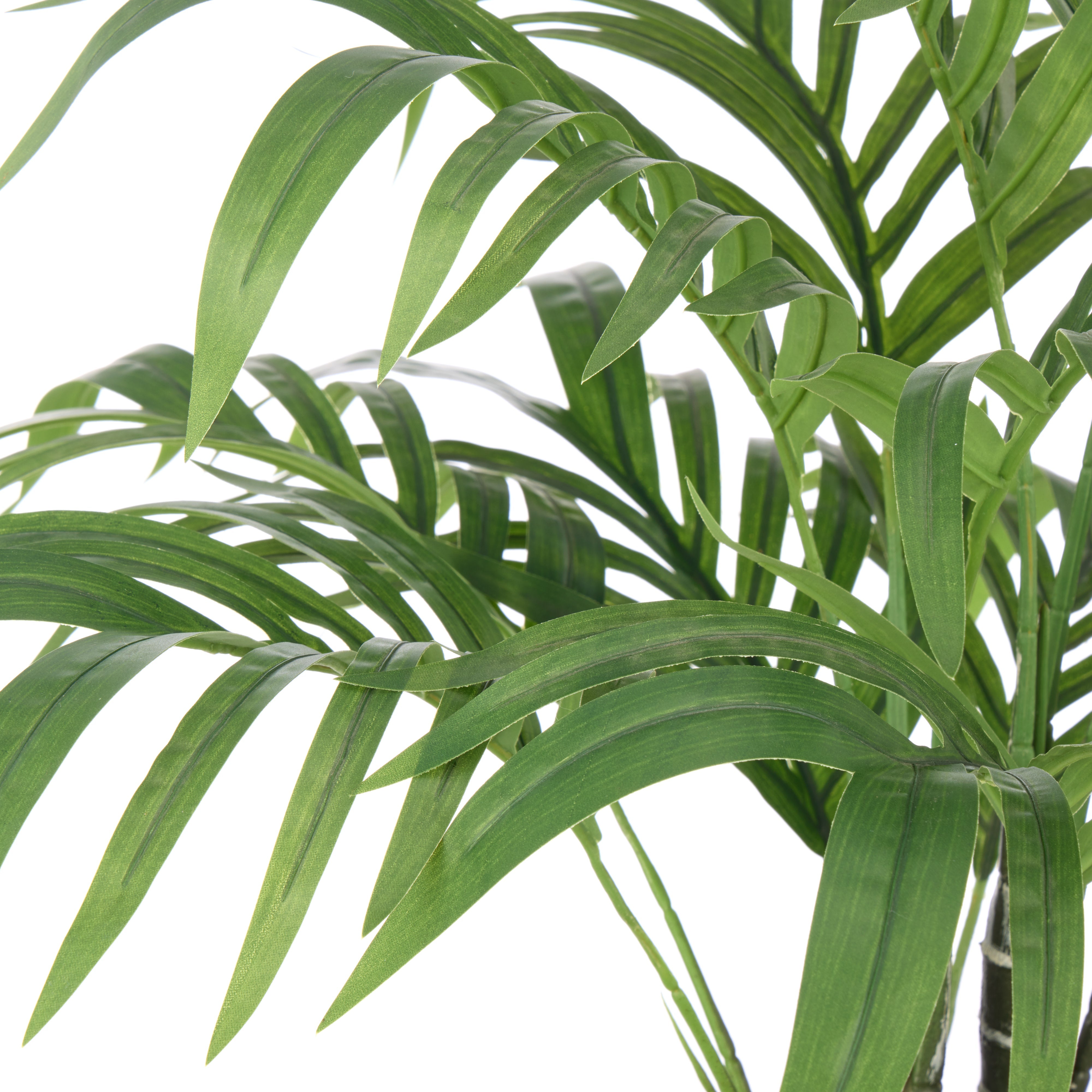 Rogue Cascade Palm