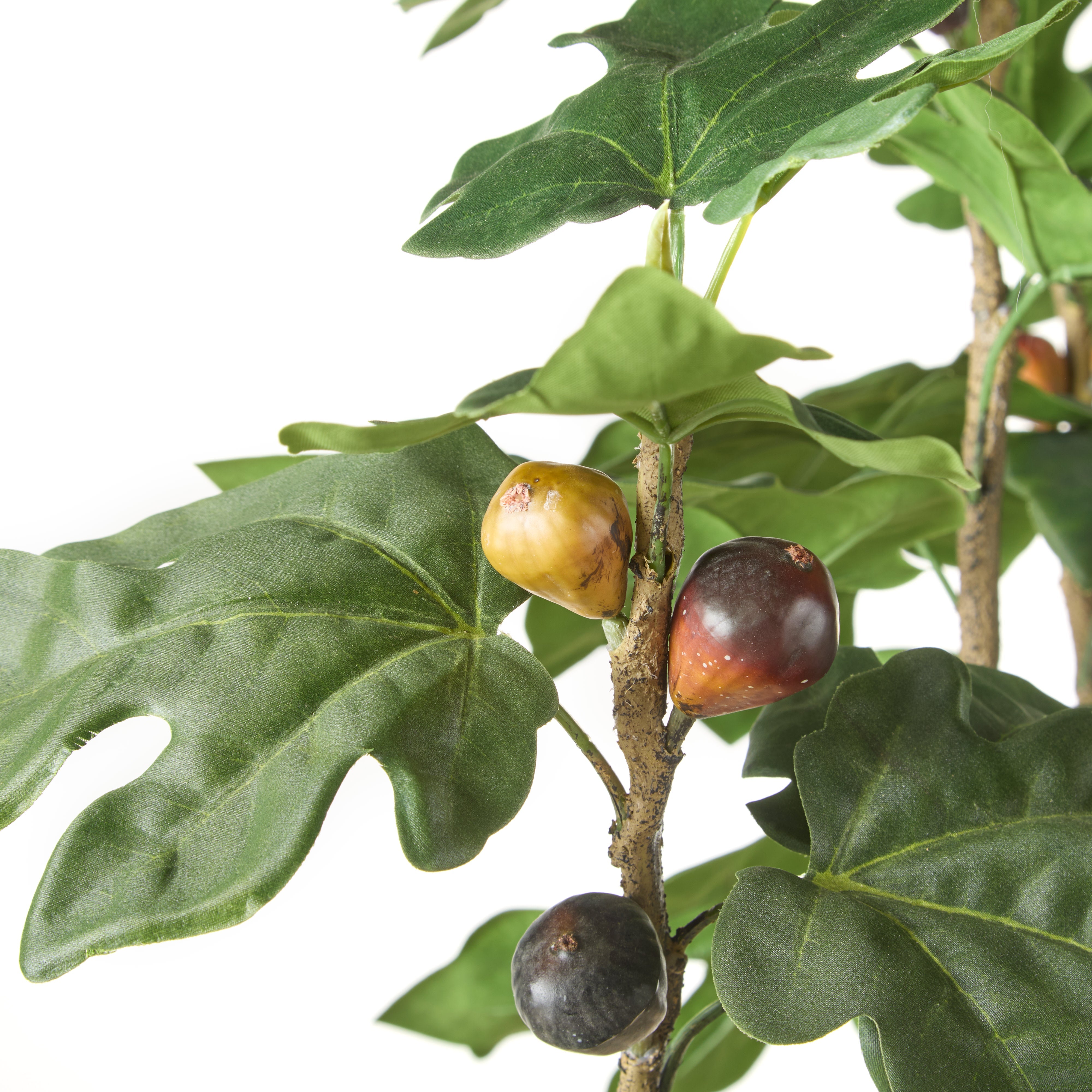Rogue Fig Tree - Garden Pot 150cm