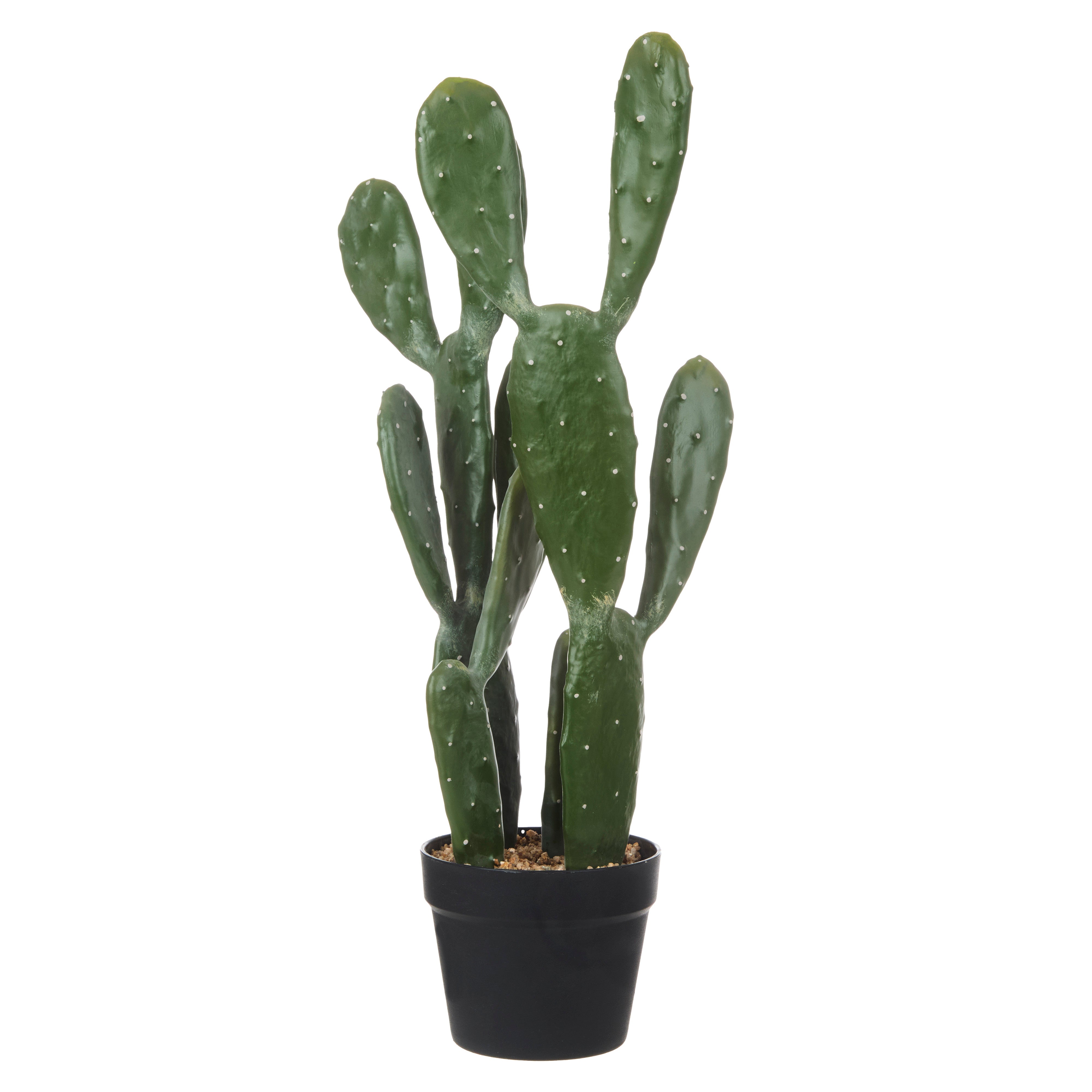 Rogue Pear Cactus - Garden Pot 64cm