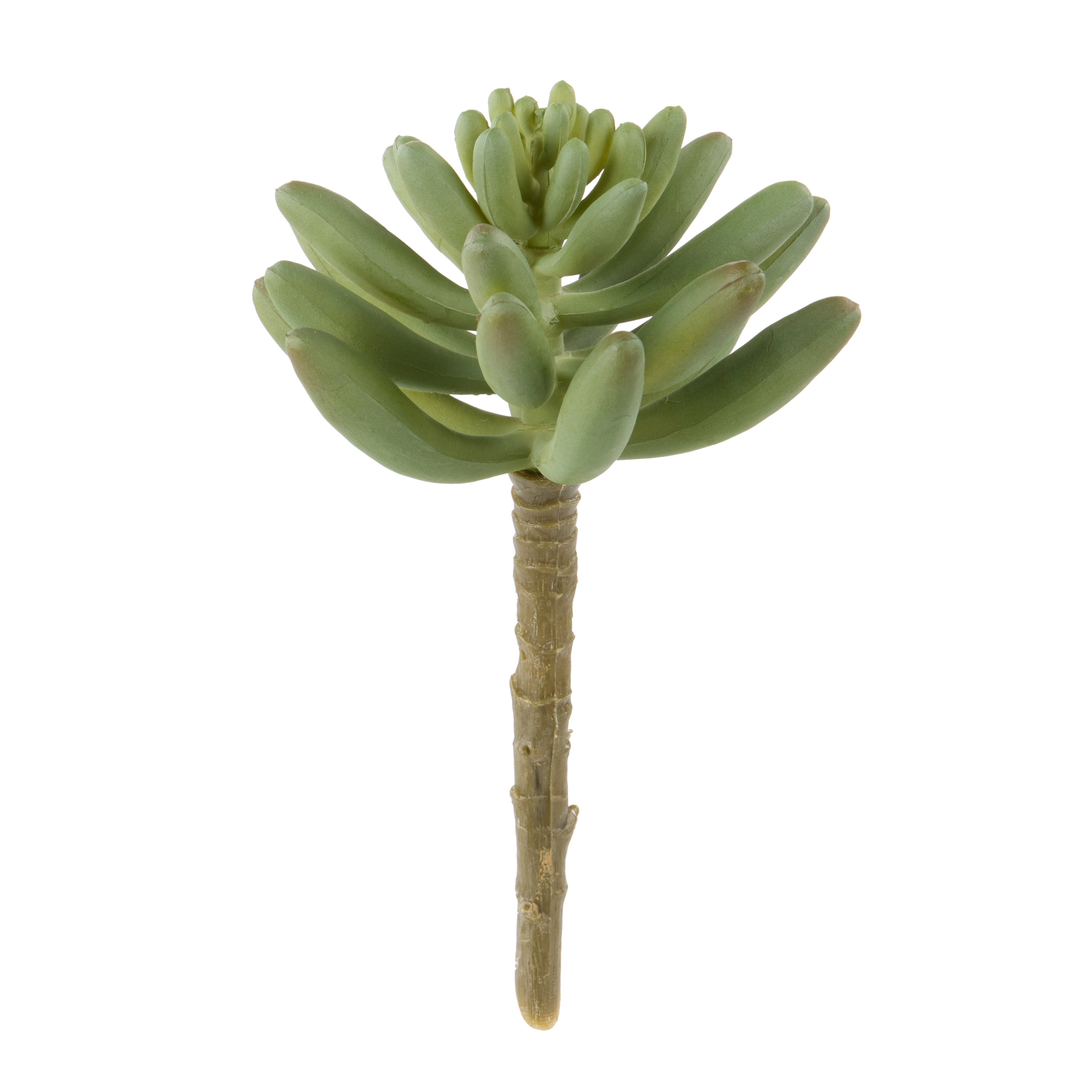 Rogue Mini Echeveria