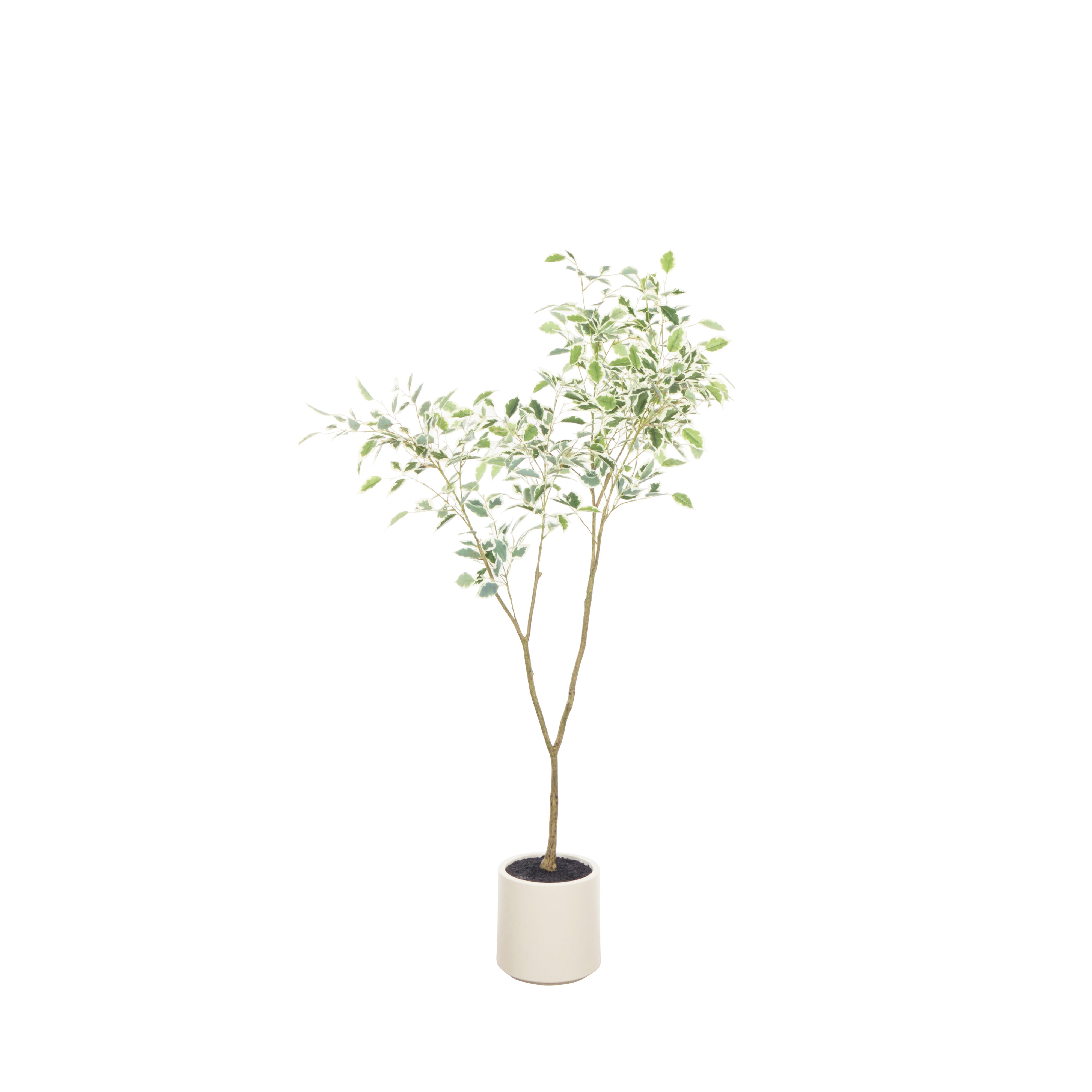 Rogue Ficus Tree Potted Green & White 150cm