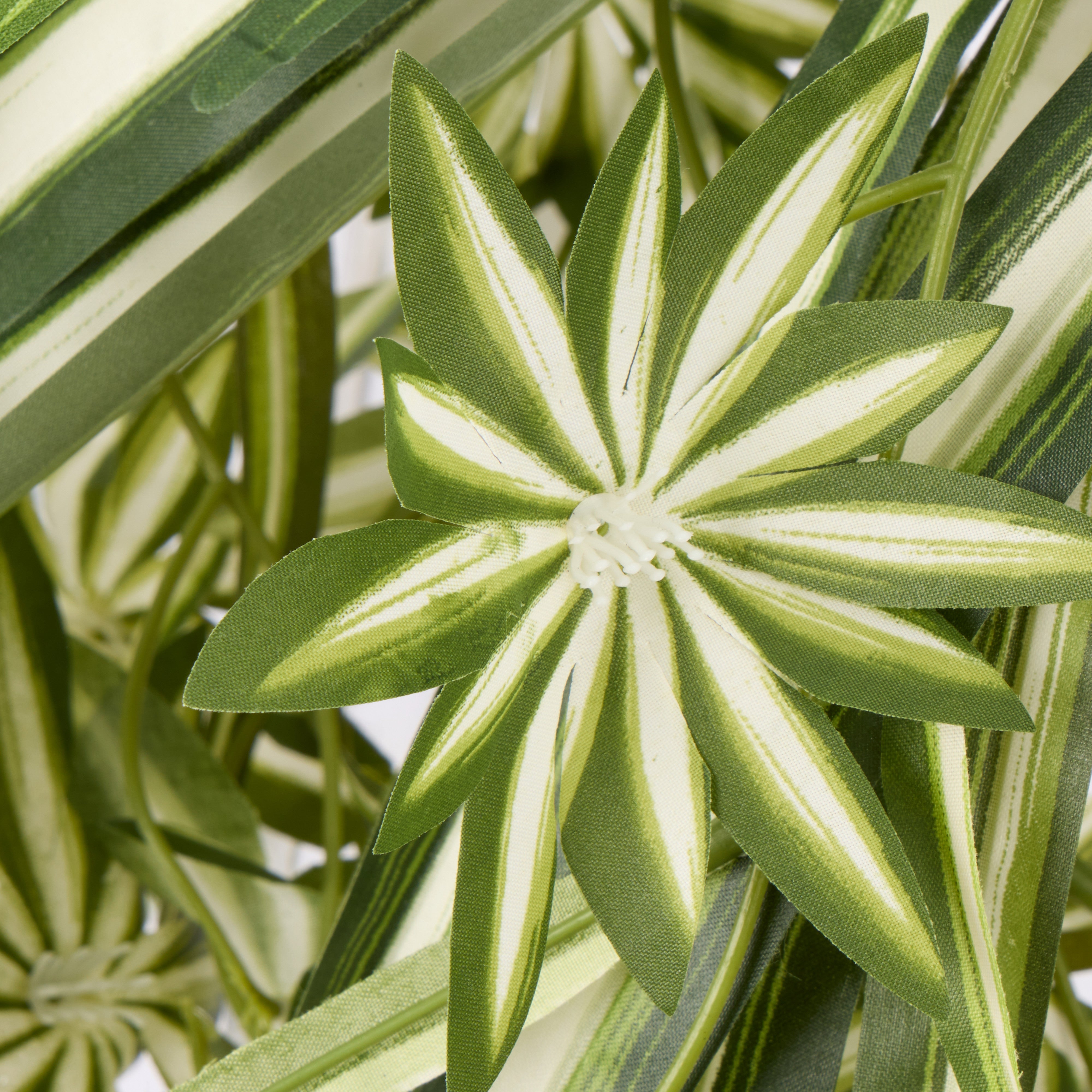 Rogue Spider Plant - Garden Pot 65 x 60cm