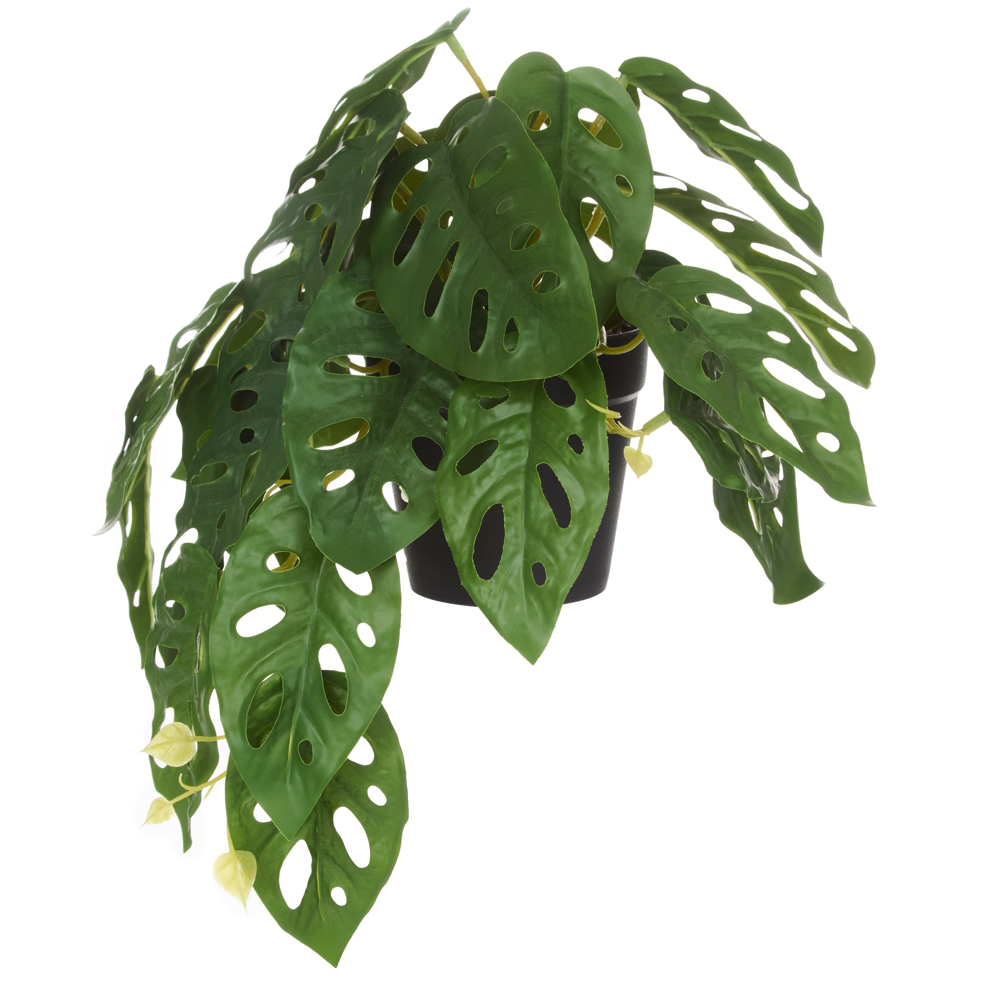 Rogue Monstera Adansonii