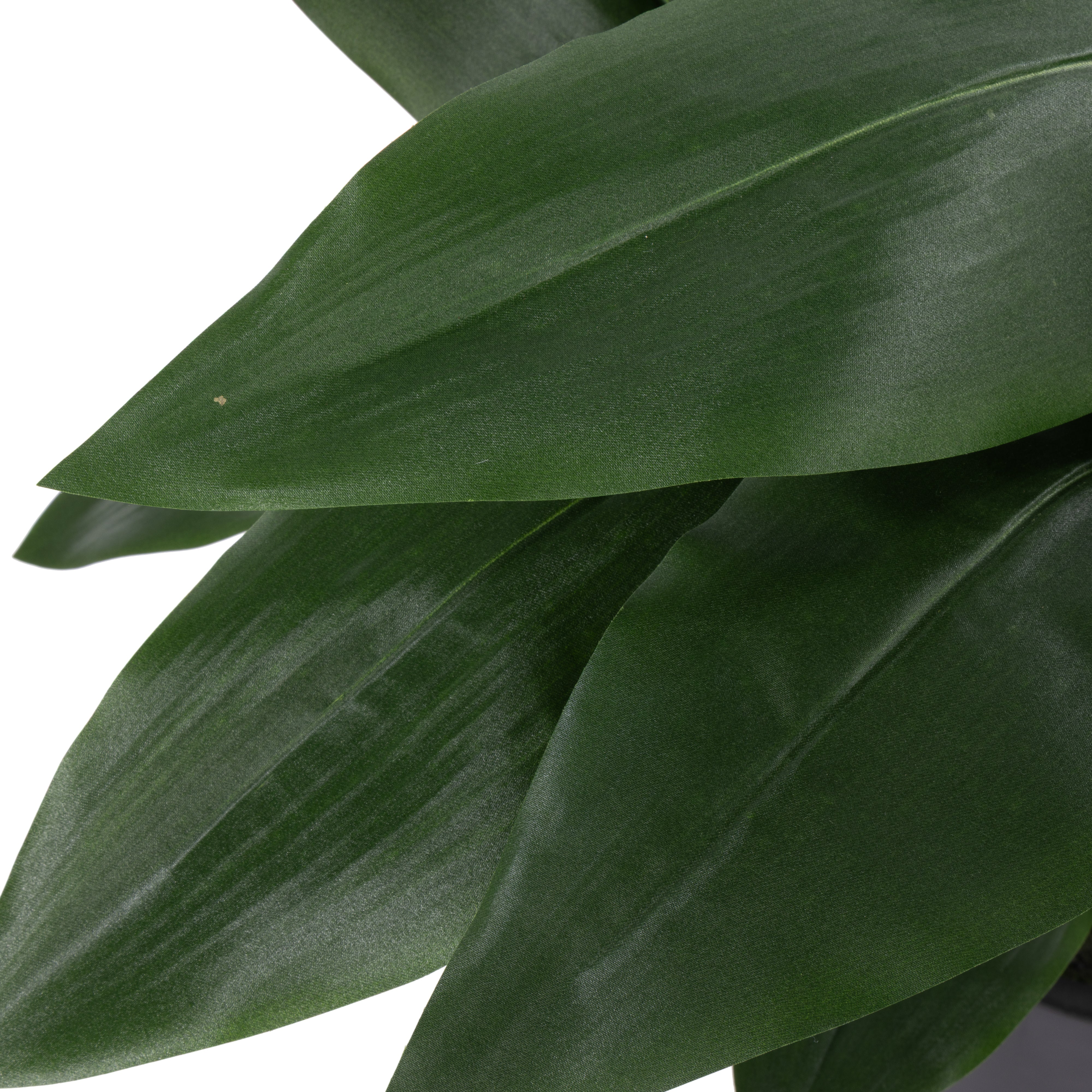 Rogue Cast Iron Plant UV Potted Small
