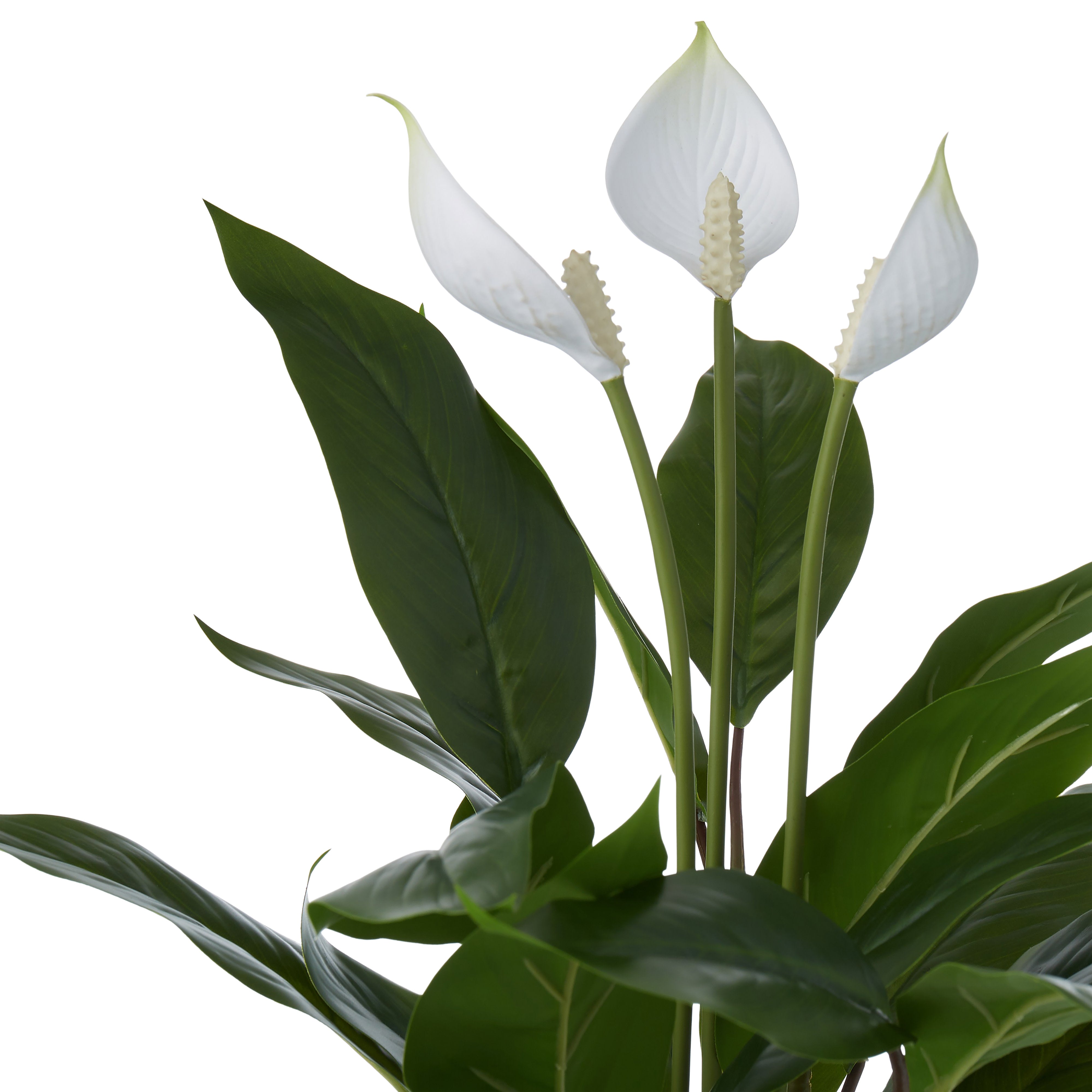 Rogue Peace Lily in Pot
