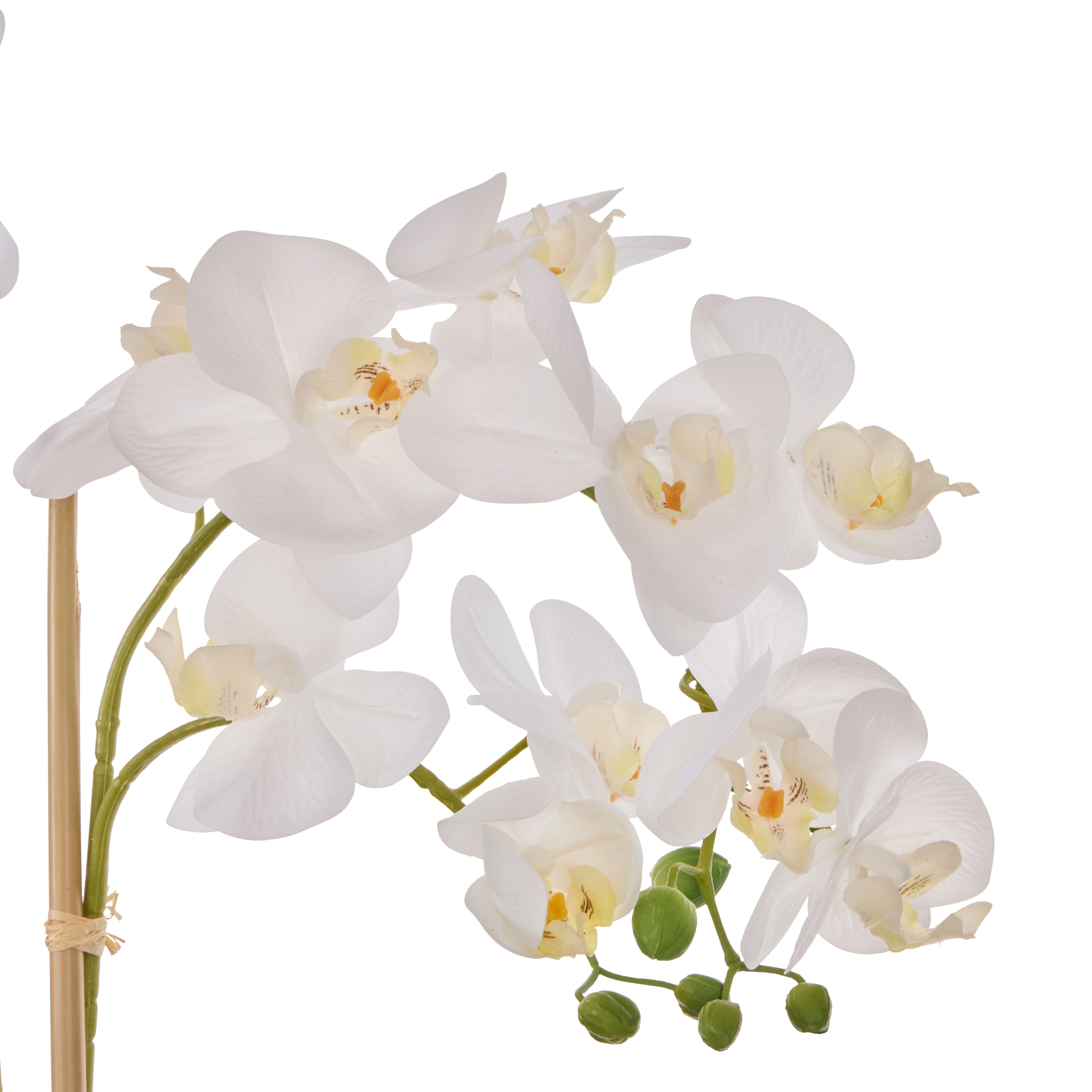 Rogue Phalaenopsis Orchid Pot White 71cm