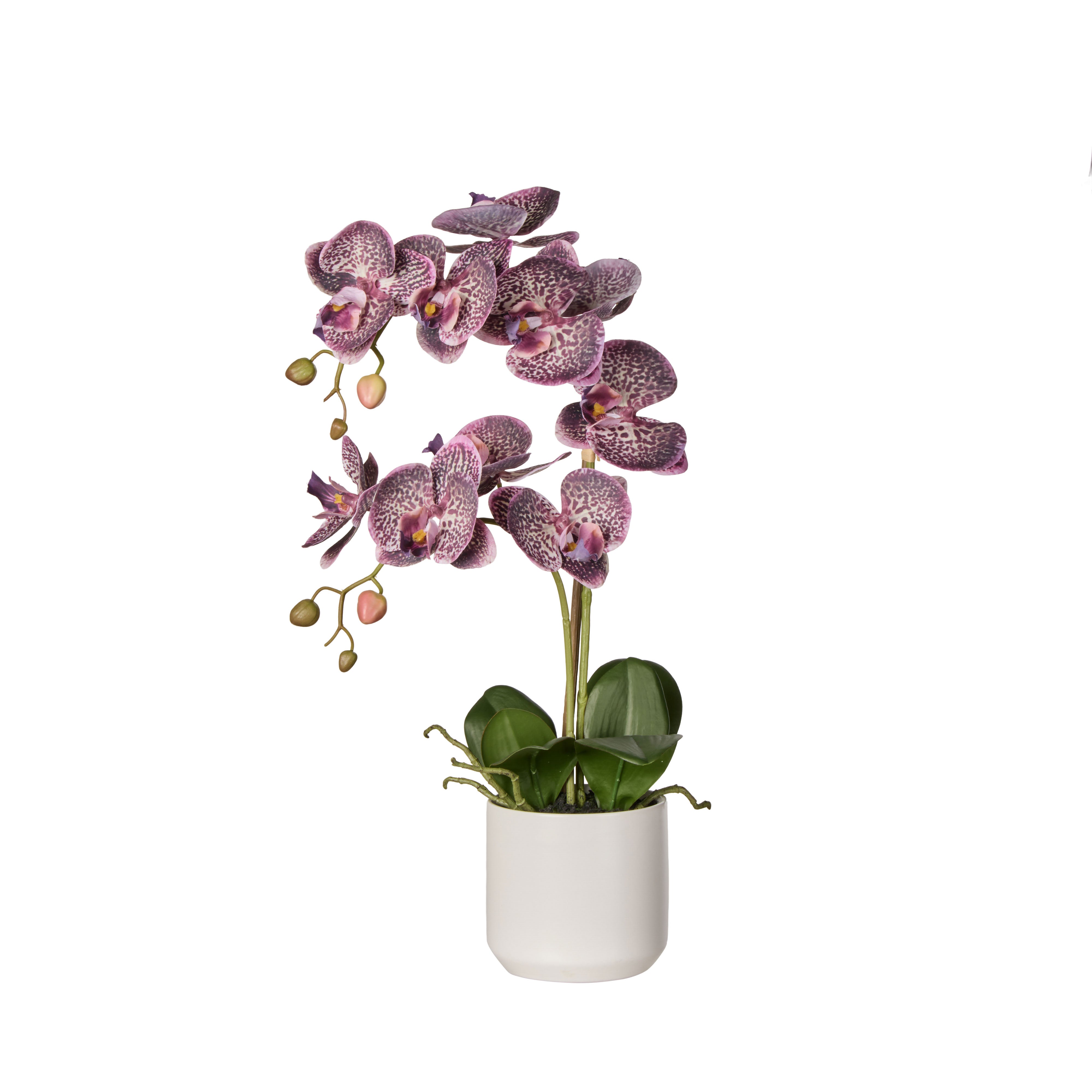 Rogue Phalaenopsis Orchid Pot Purple 56cm