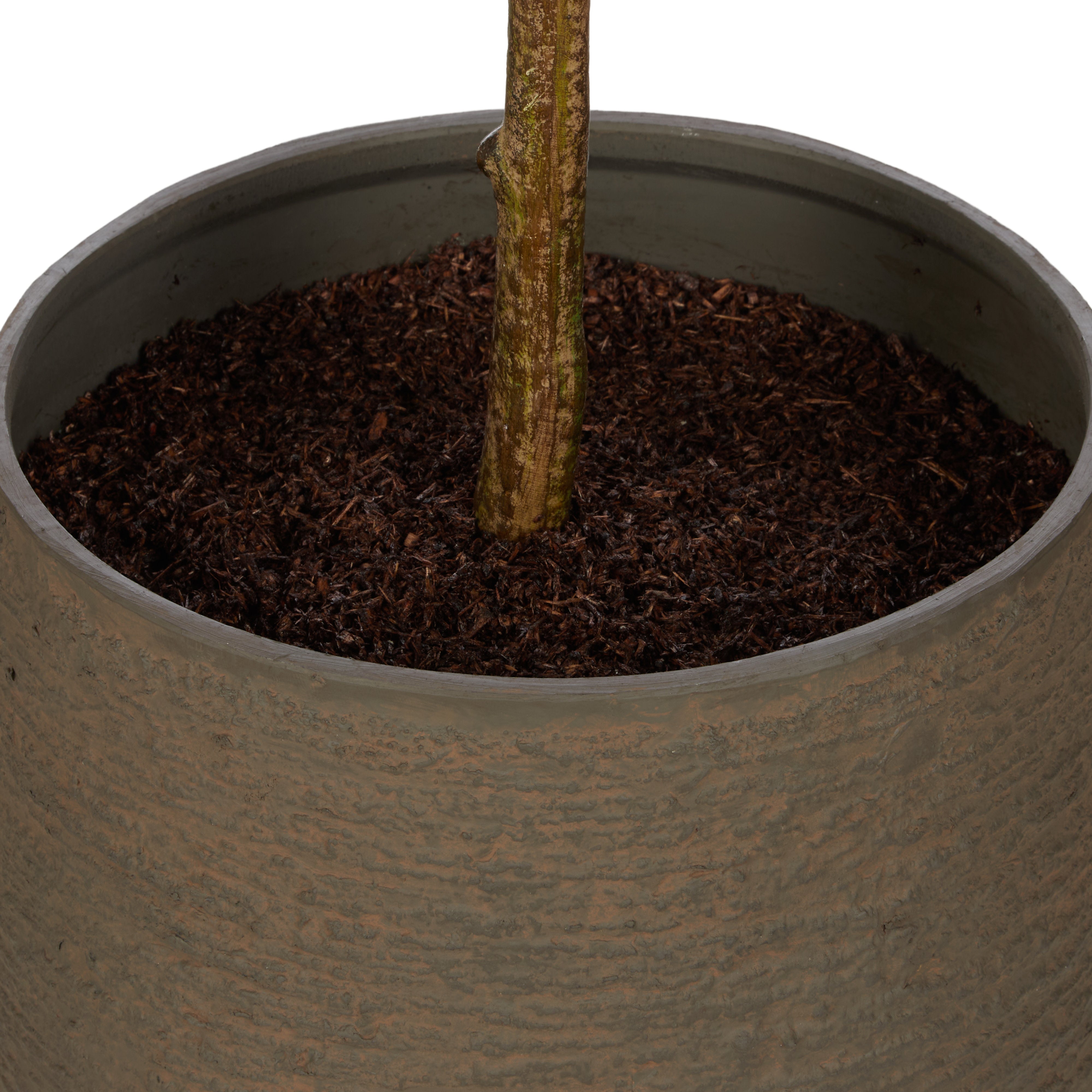 Rogue Olive Tree - Trillium Planter 164cm