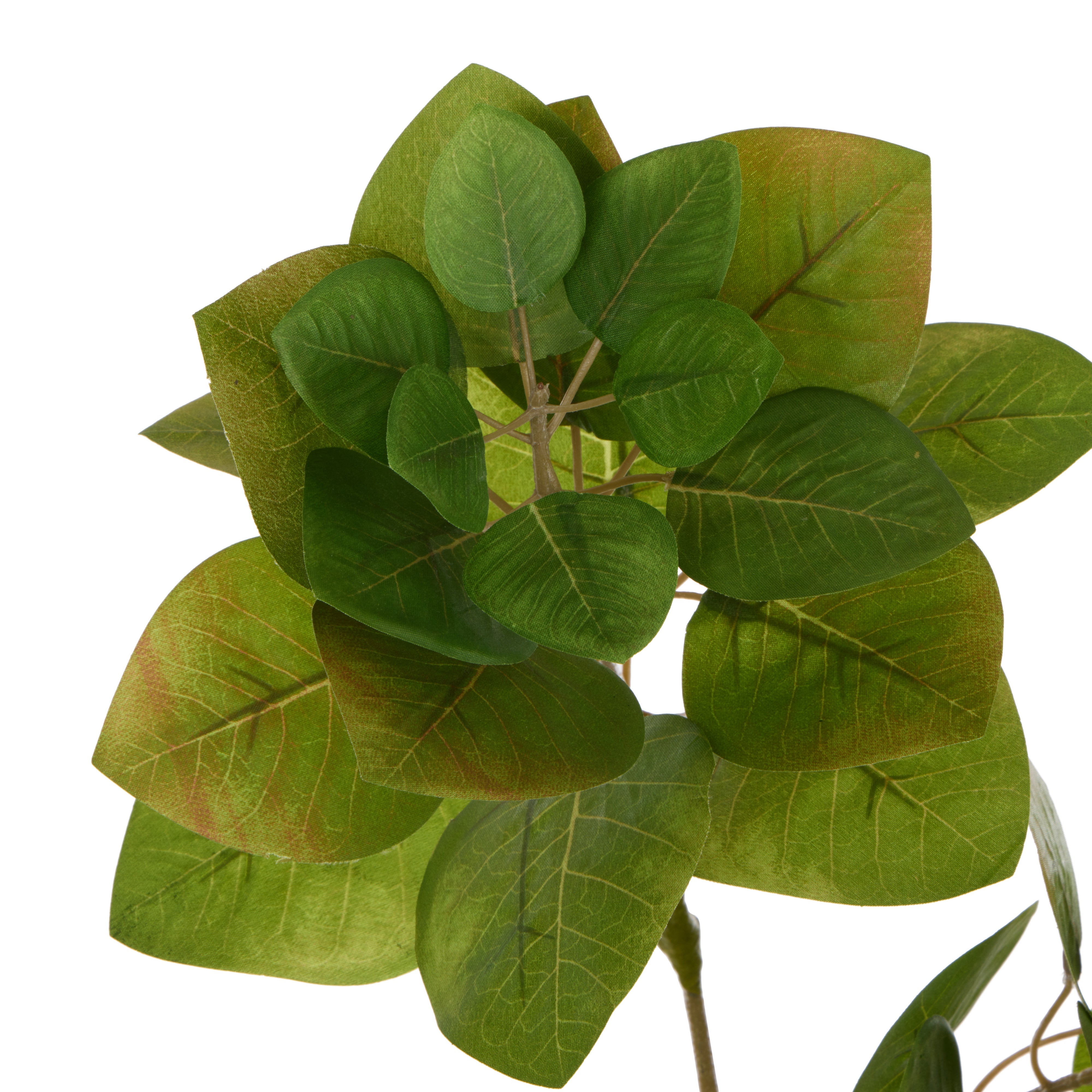 Rogue Smoke Bush Spray Green