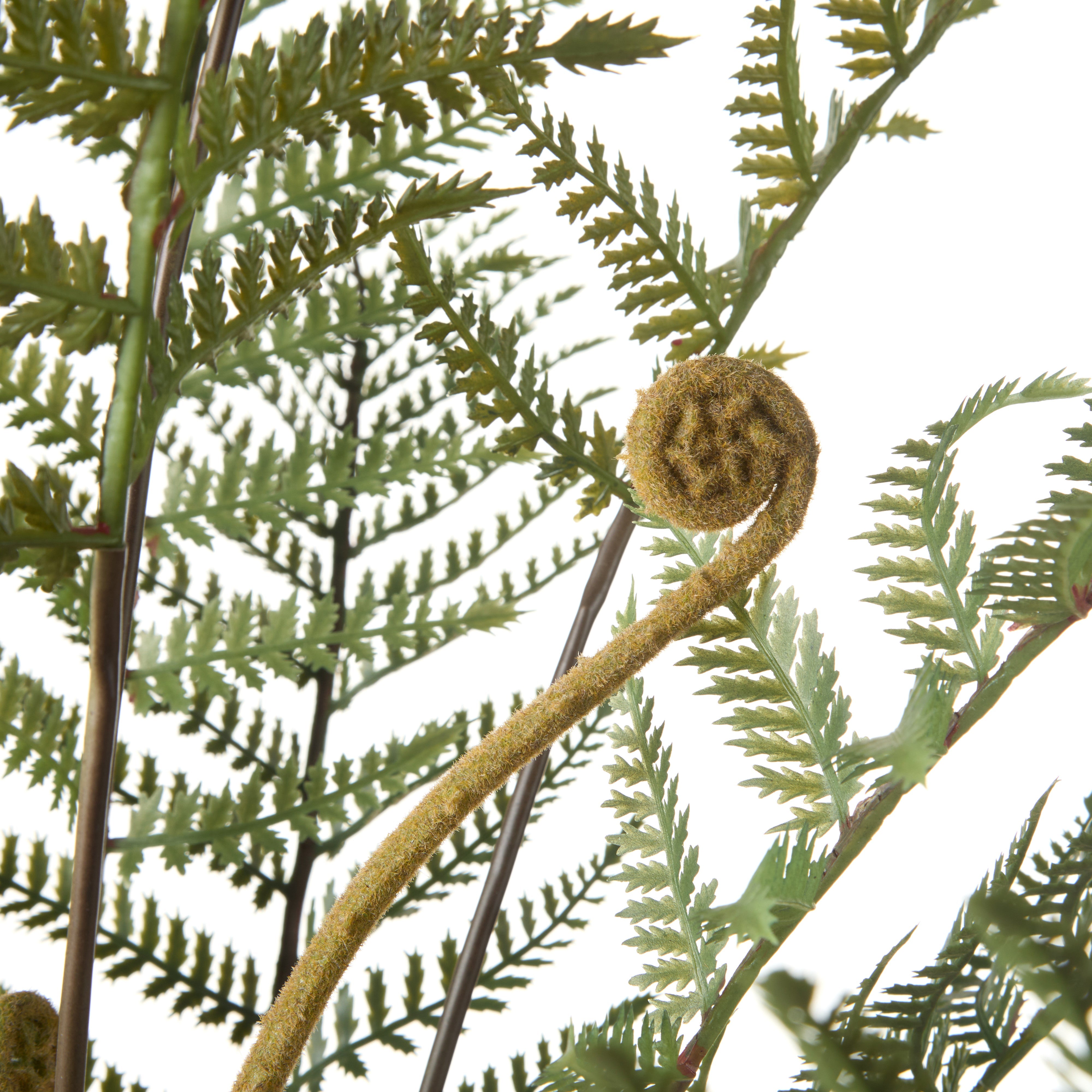 Rogue Fern Pot 79cm