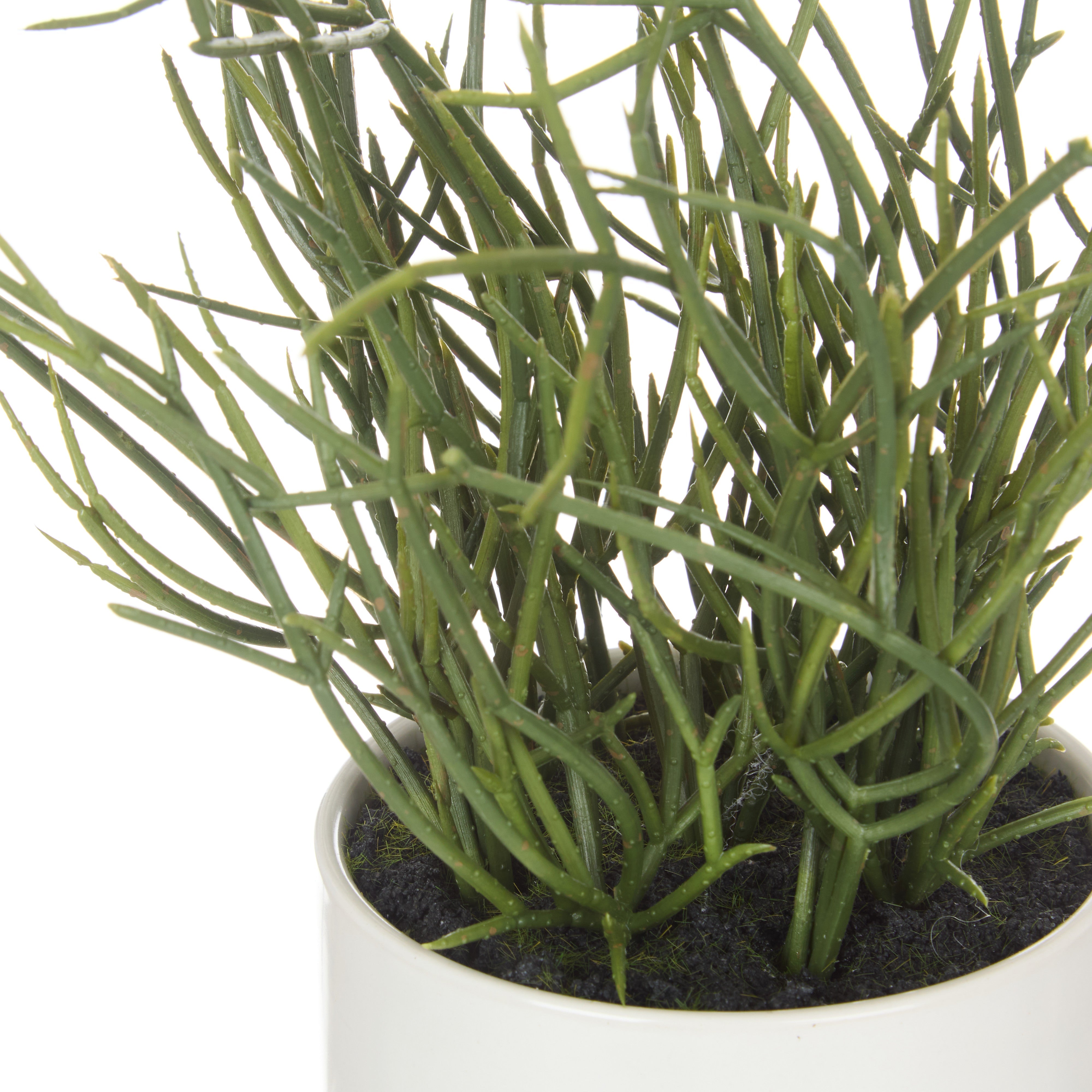 Rogue Mistletoe Cactus Pot 23cm