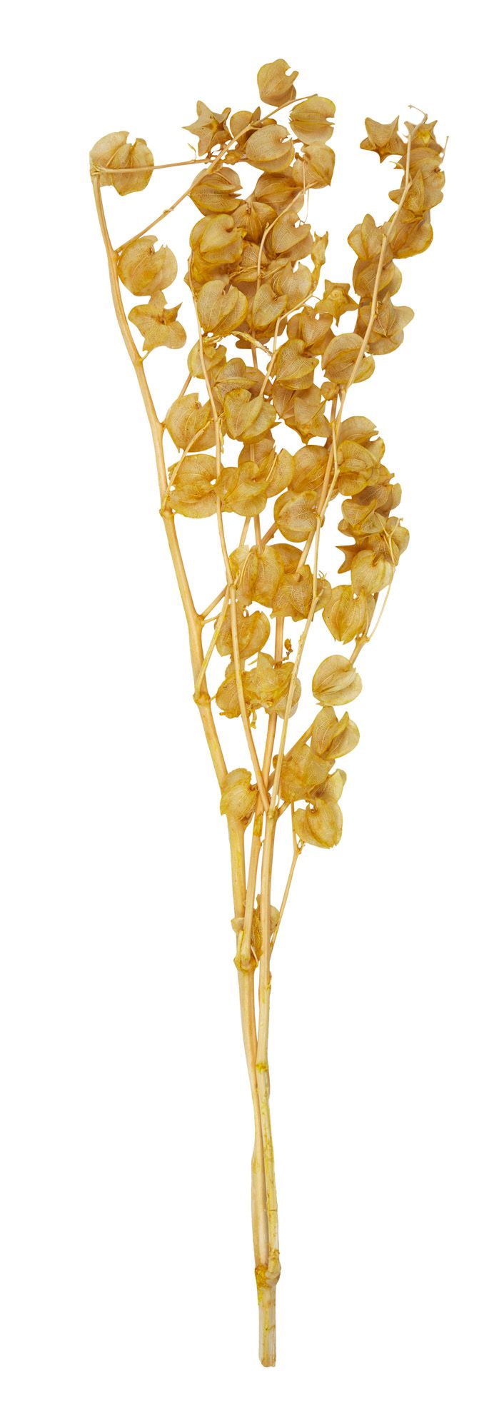 Life Botanic Lily Valley Preserved Bunch Must