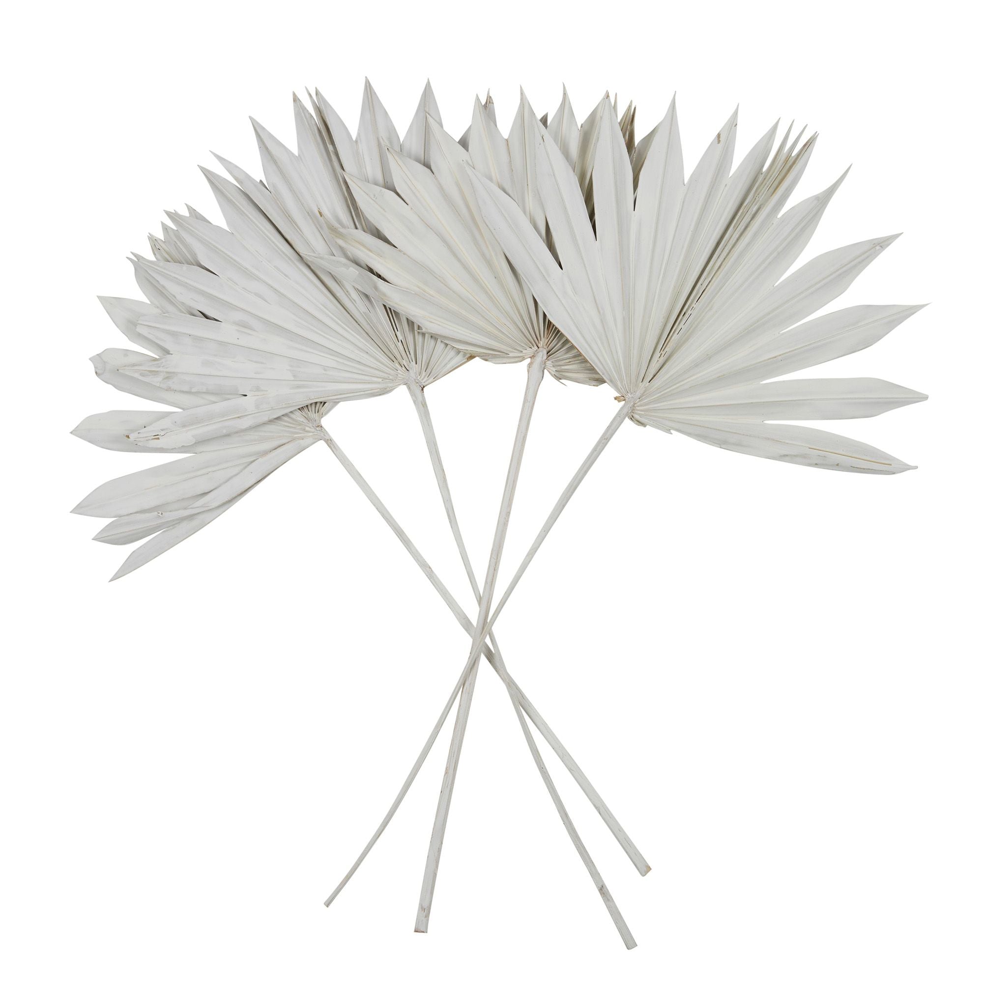 Life Botanic Sun Spear Palm Dried 4 Pc White