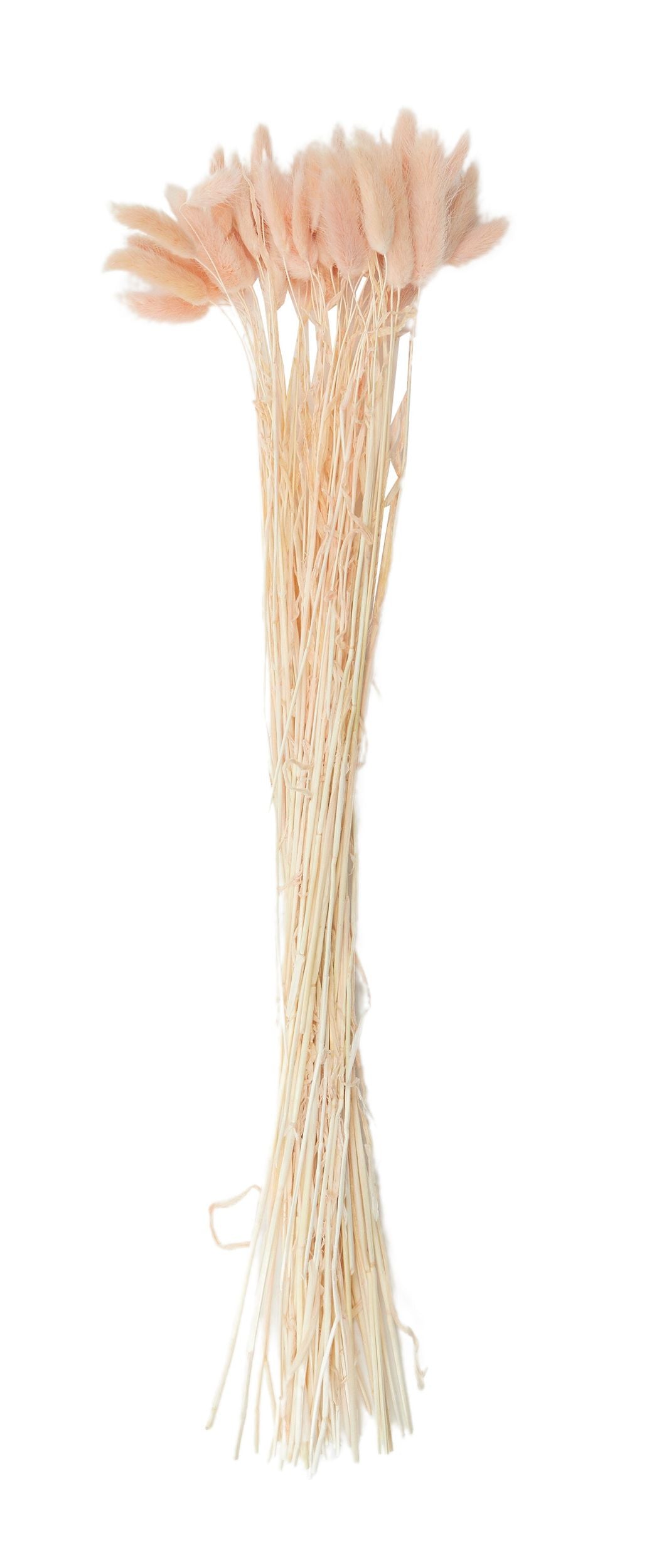 Life Botanic Lagurus Dried Bunch Peach