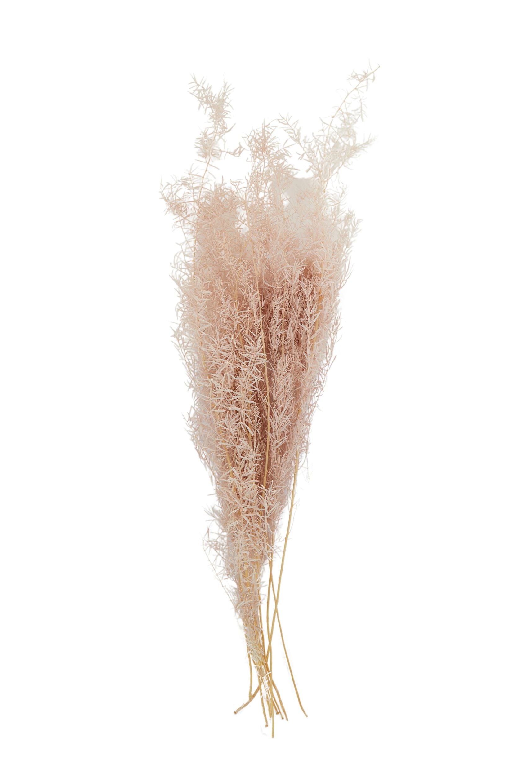 Life Botanic Asparagus Bundle Preserved Pink