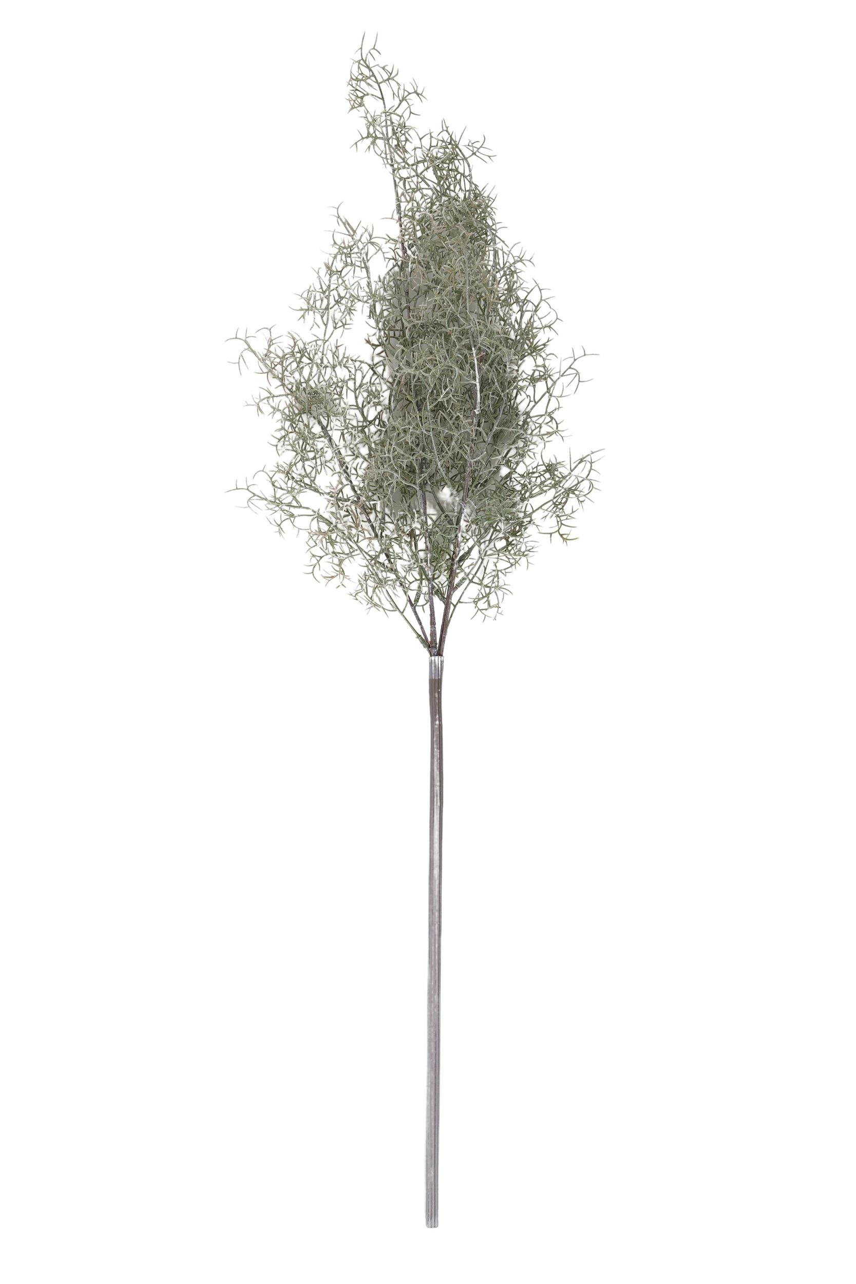 Life Botanic Fennel Spray Stem