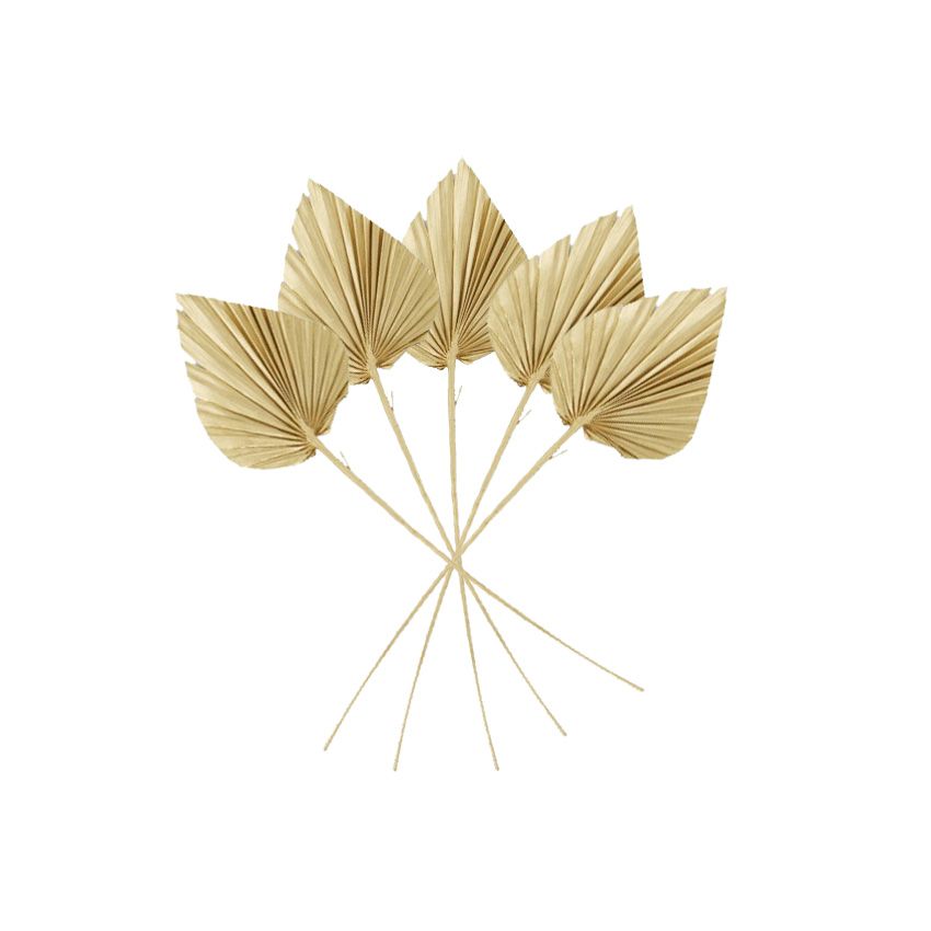Life Botanic Spade Palm Dried 5 Pc Gold