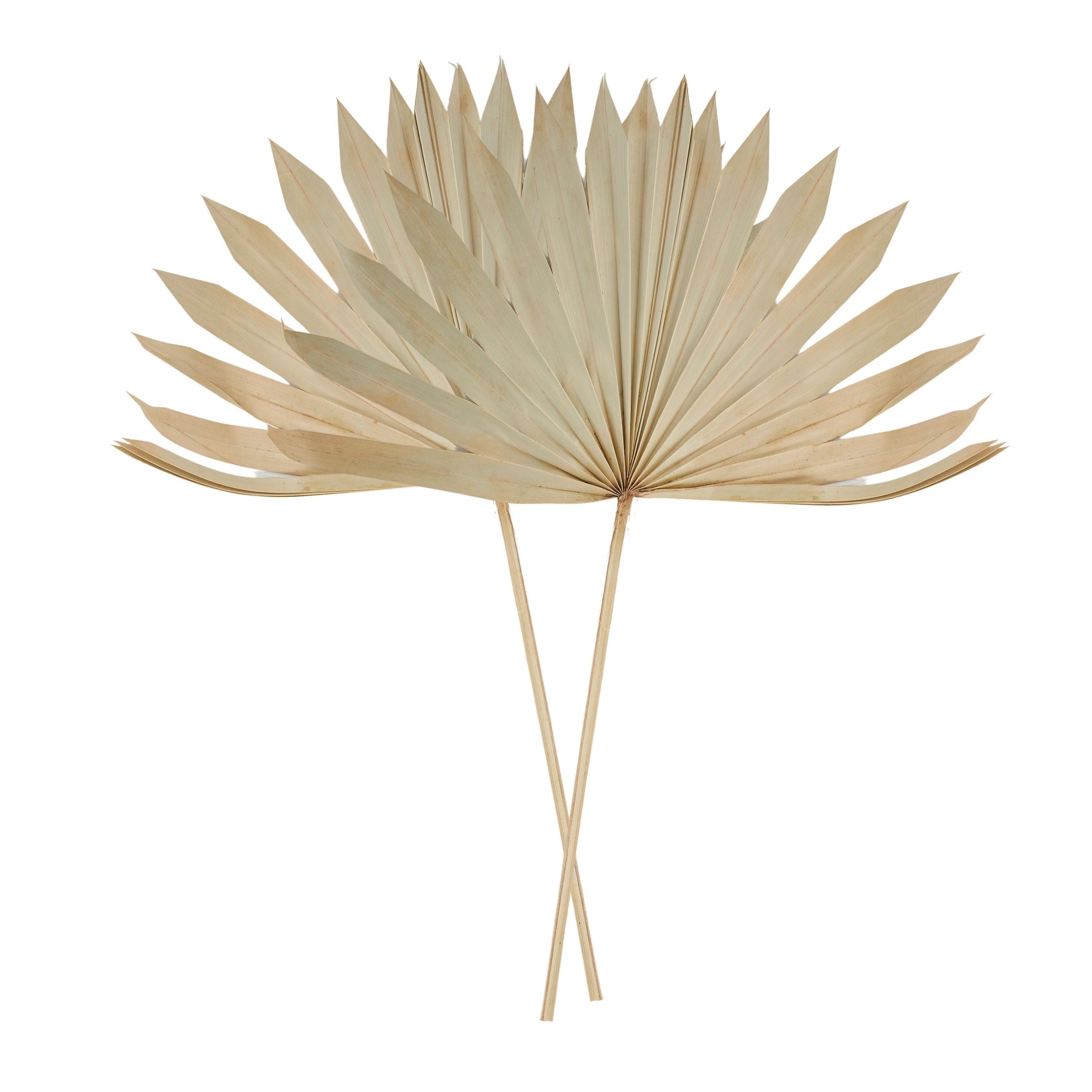Life Botanic Sun Spear Palm Dried 2 Pc Natural