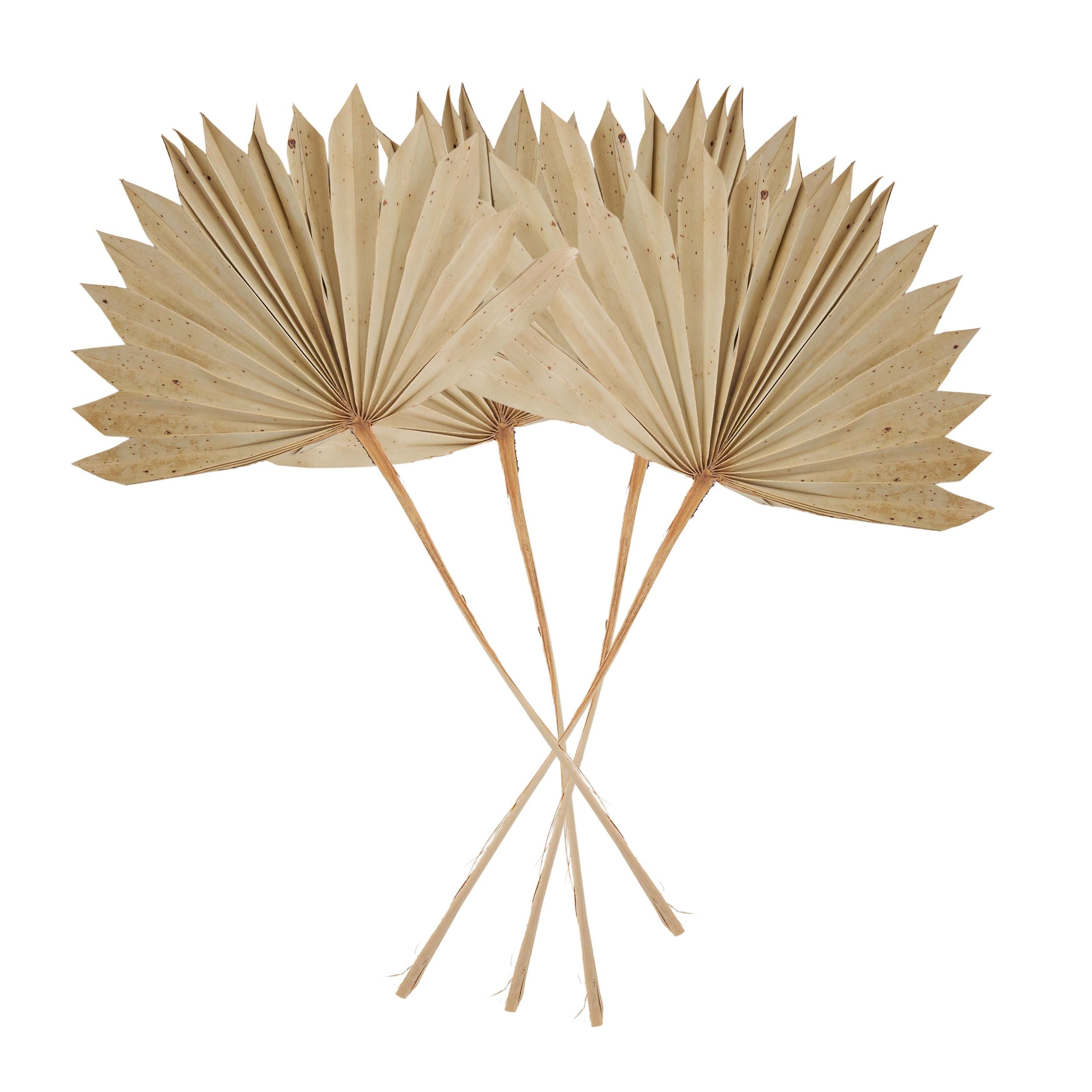 Life Botanic Sun Spear Palm Dried 4 Pc Natural