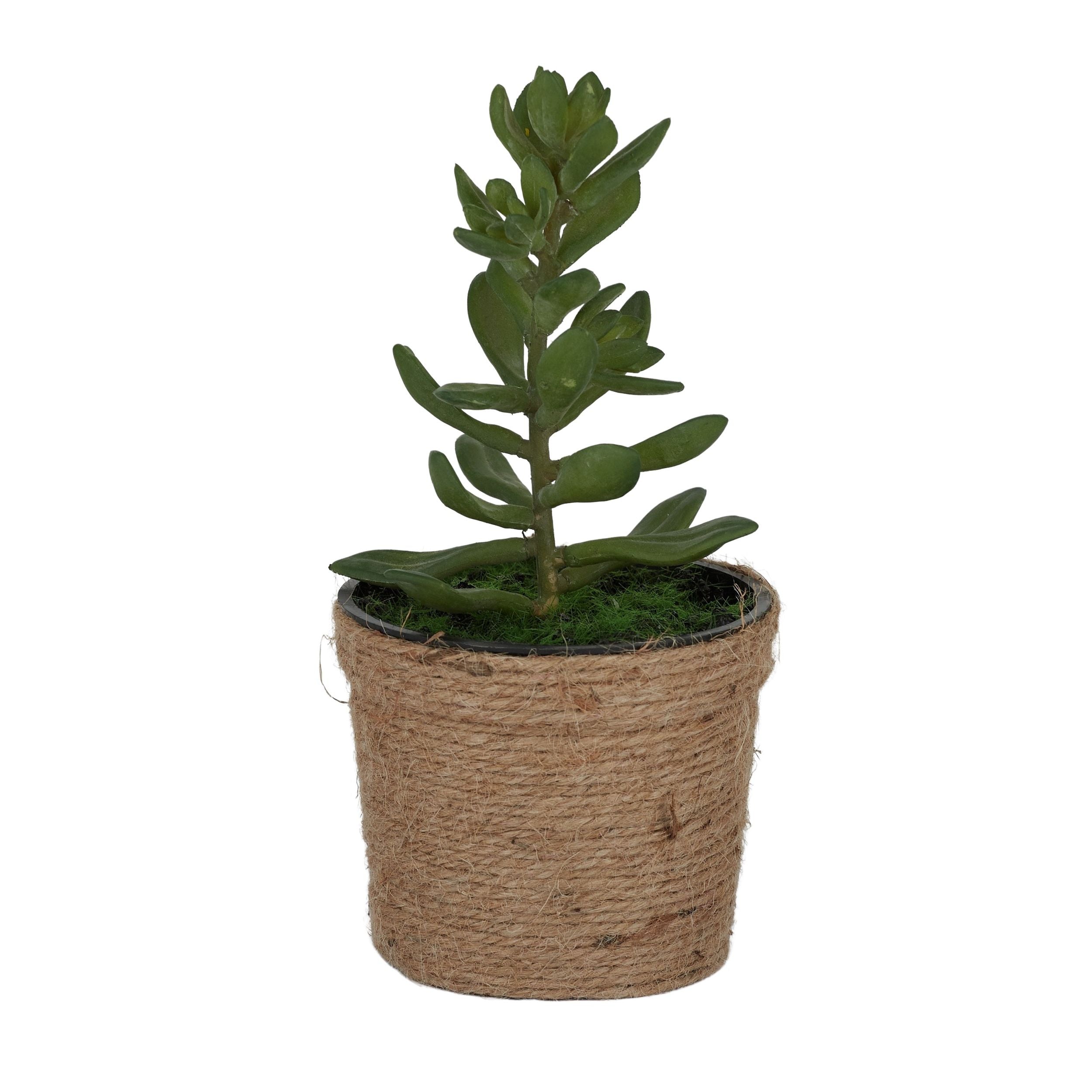 Life Botanic Succulent with Rope Pot Green
