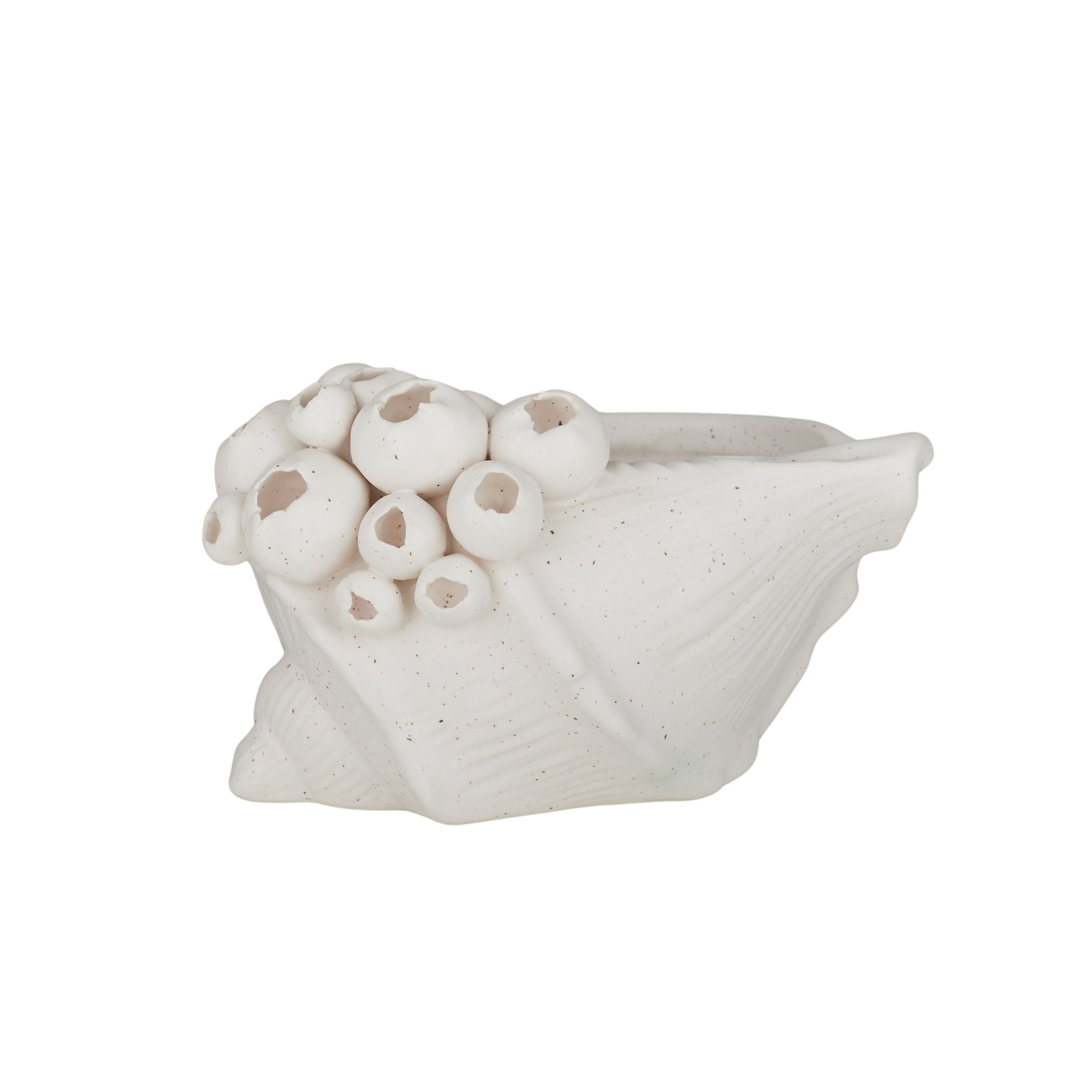 Coast To Coast Barwon Ceramic Shell Sculpture 16x10cm