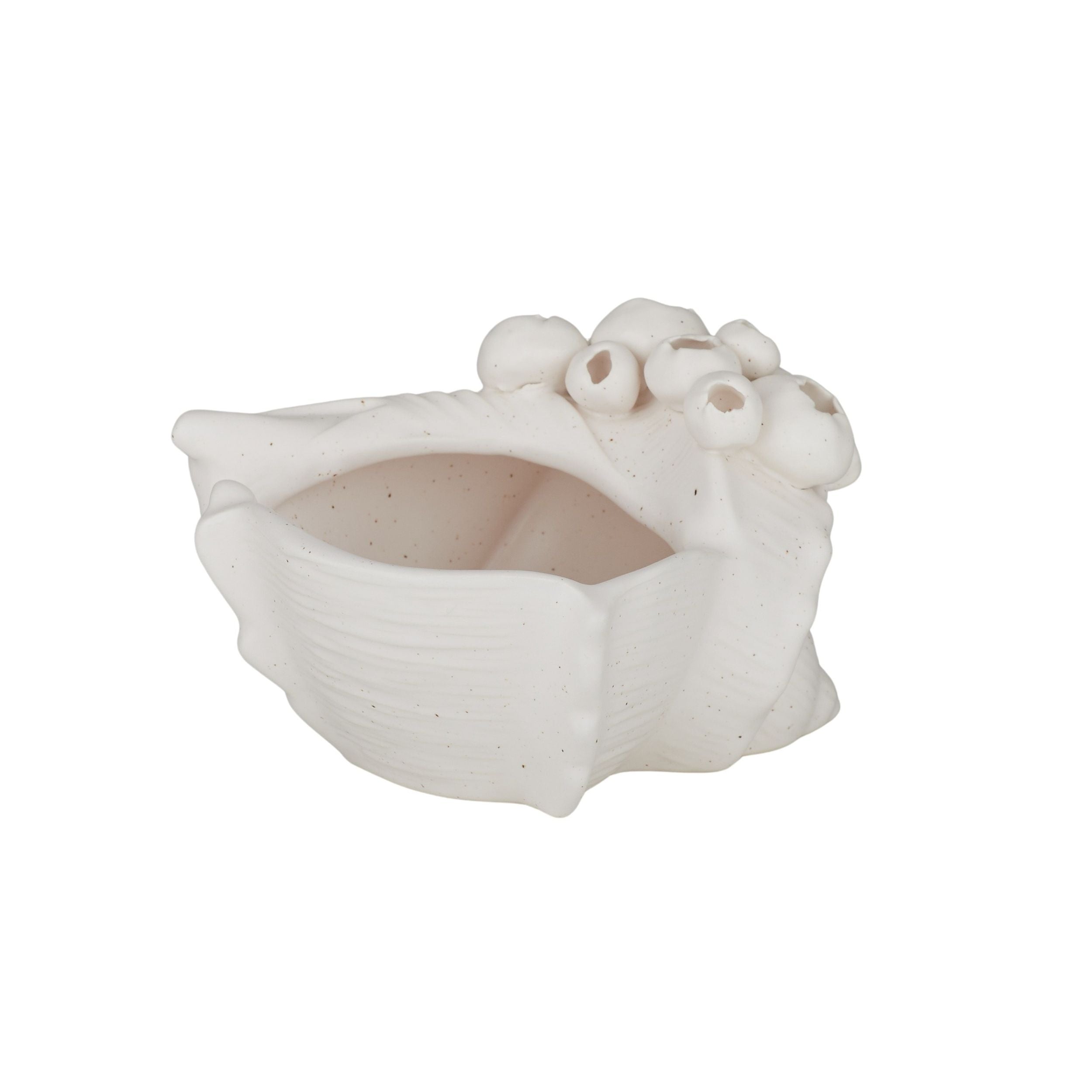 Coast To Coast Barwon Ceramic Shell Sculpture 16x10cm