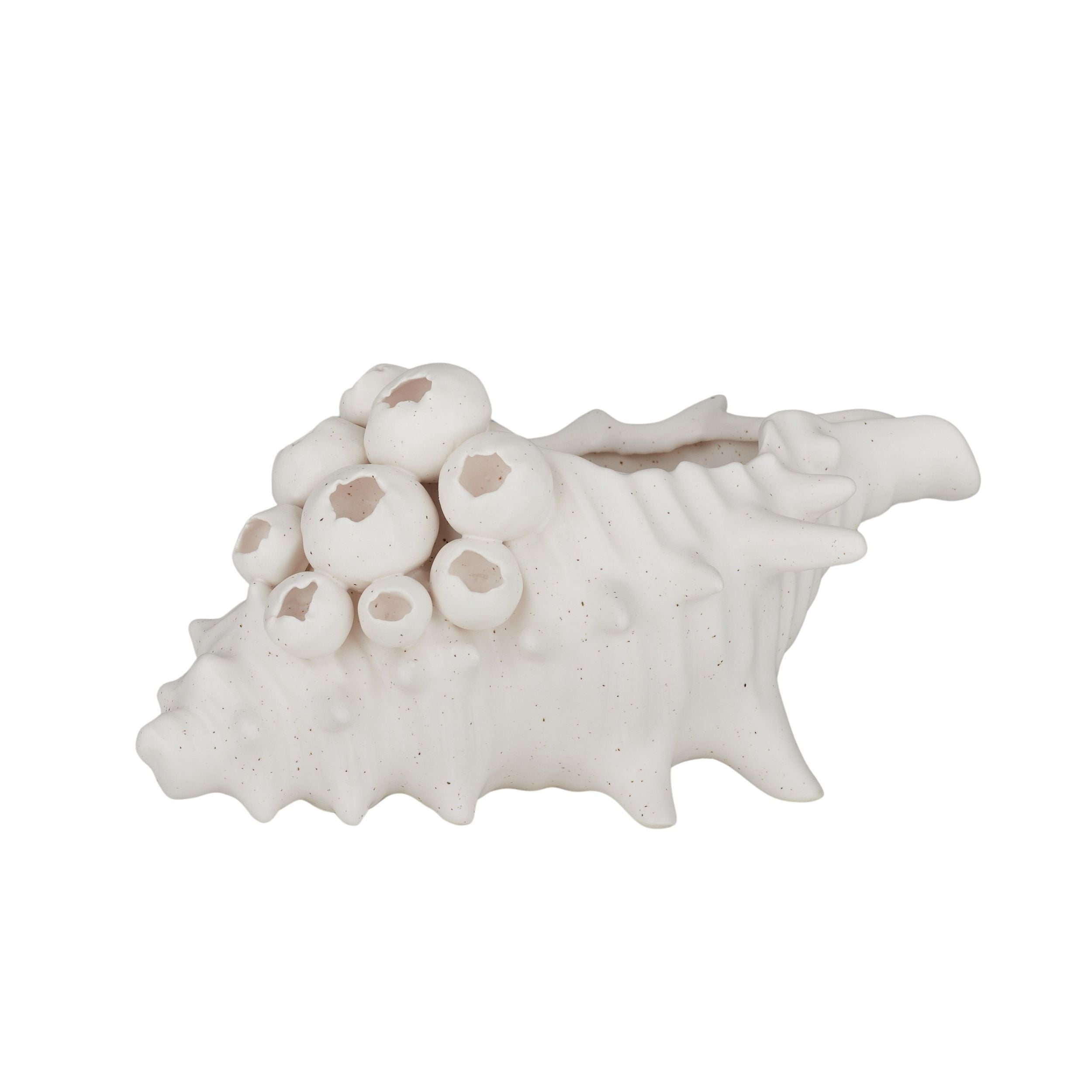 Coast To Coast Barwon Ceramic Shell Sculpture 24x17cm