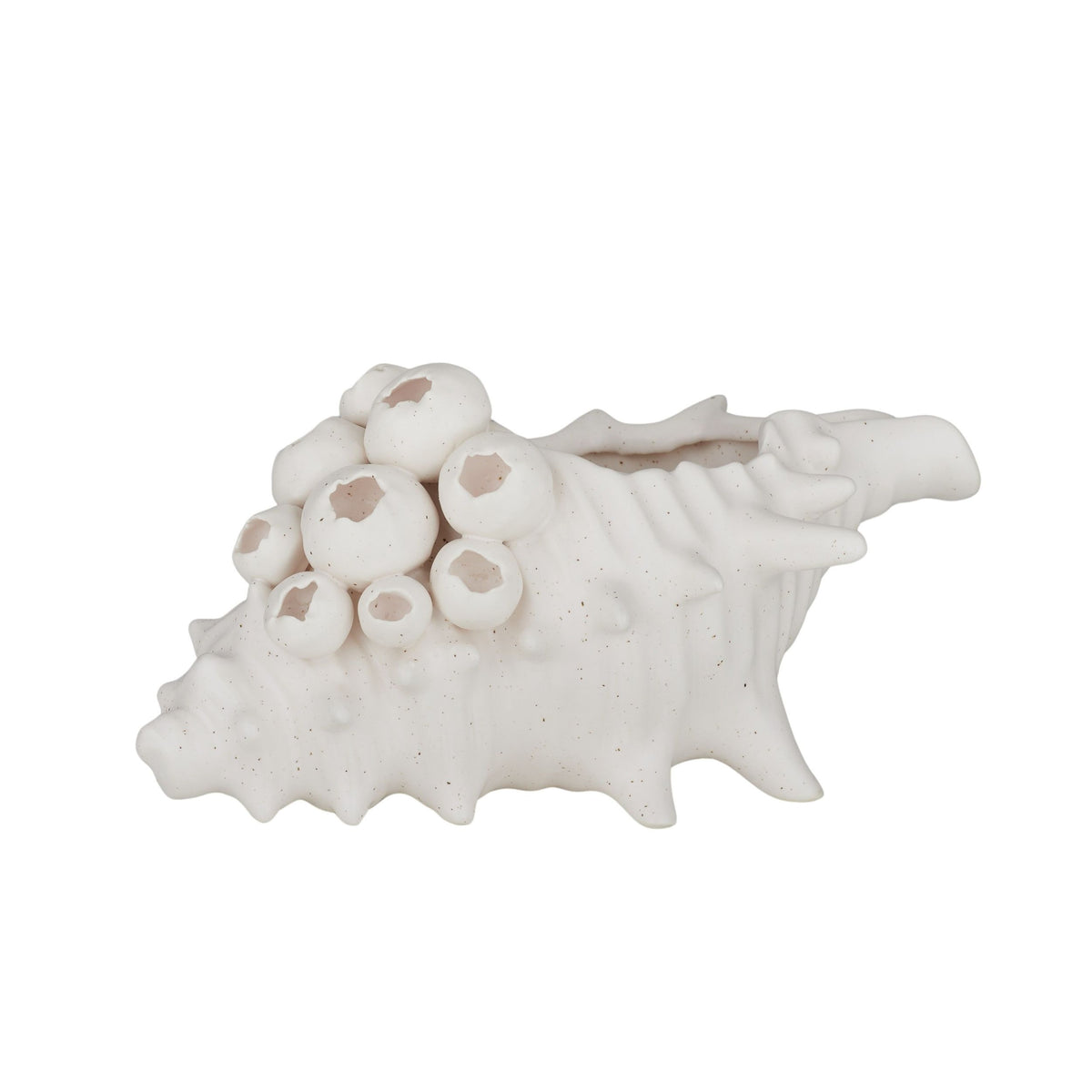 Coast To Coast Barwon Ceramic Shell Sculpture 24x17cm
