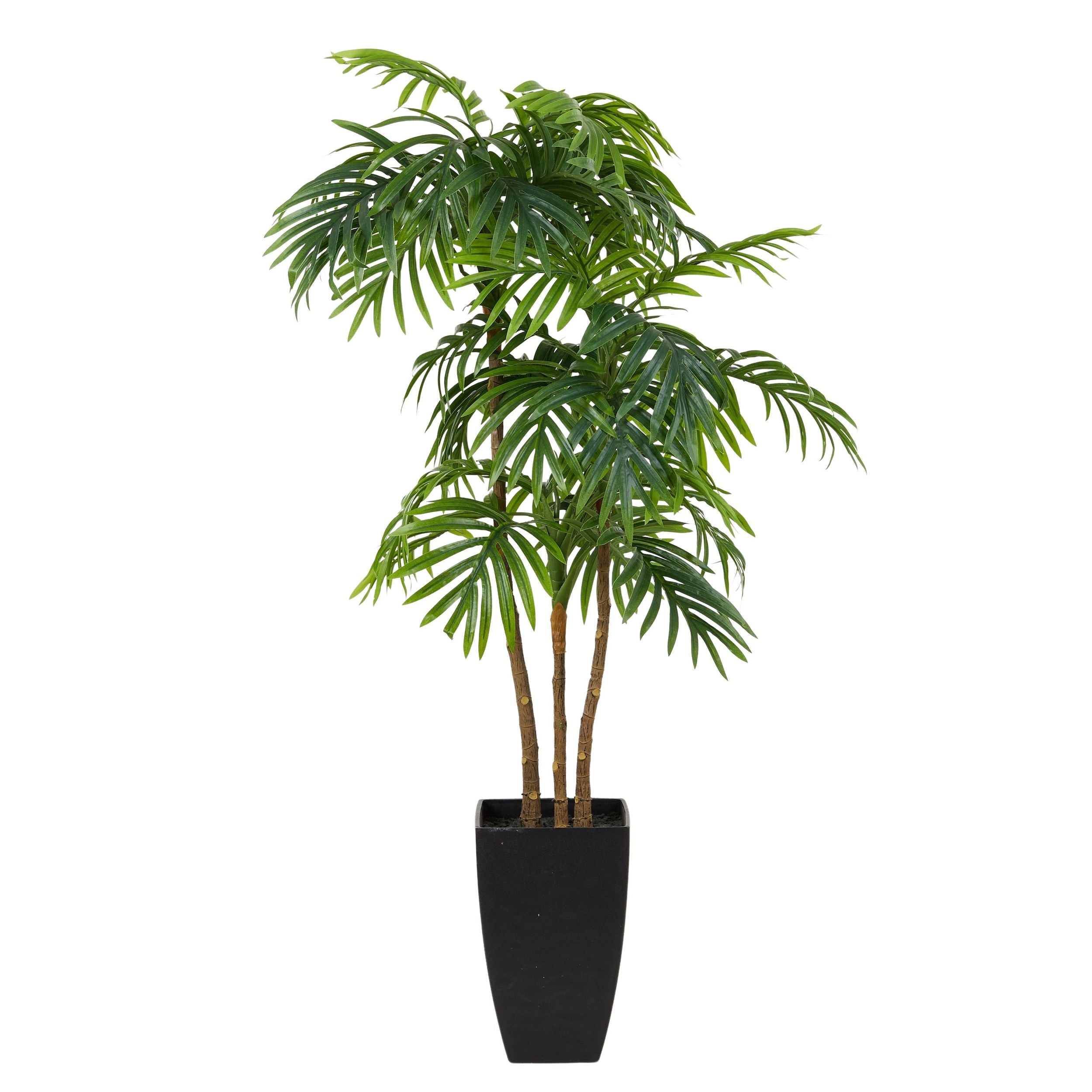 Life Botanic Areca Palm with Pot