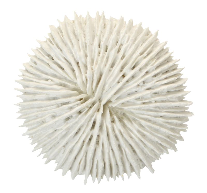 Coast To Coast Fungia Coral Resin Sculpture White