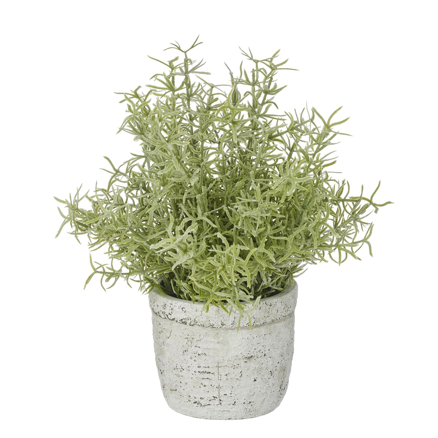 Life Botanic Sprenger Fern in Pot