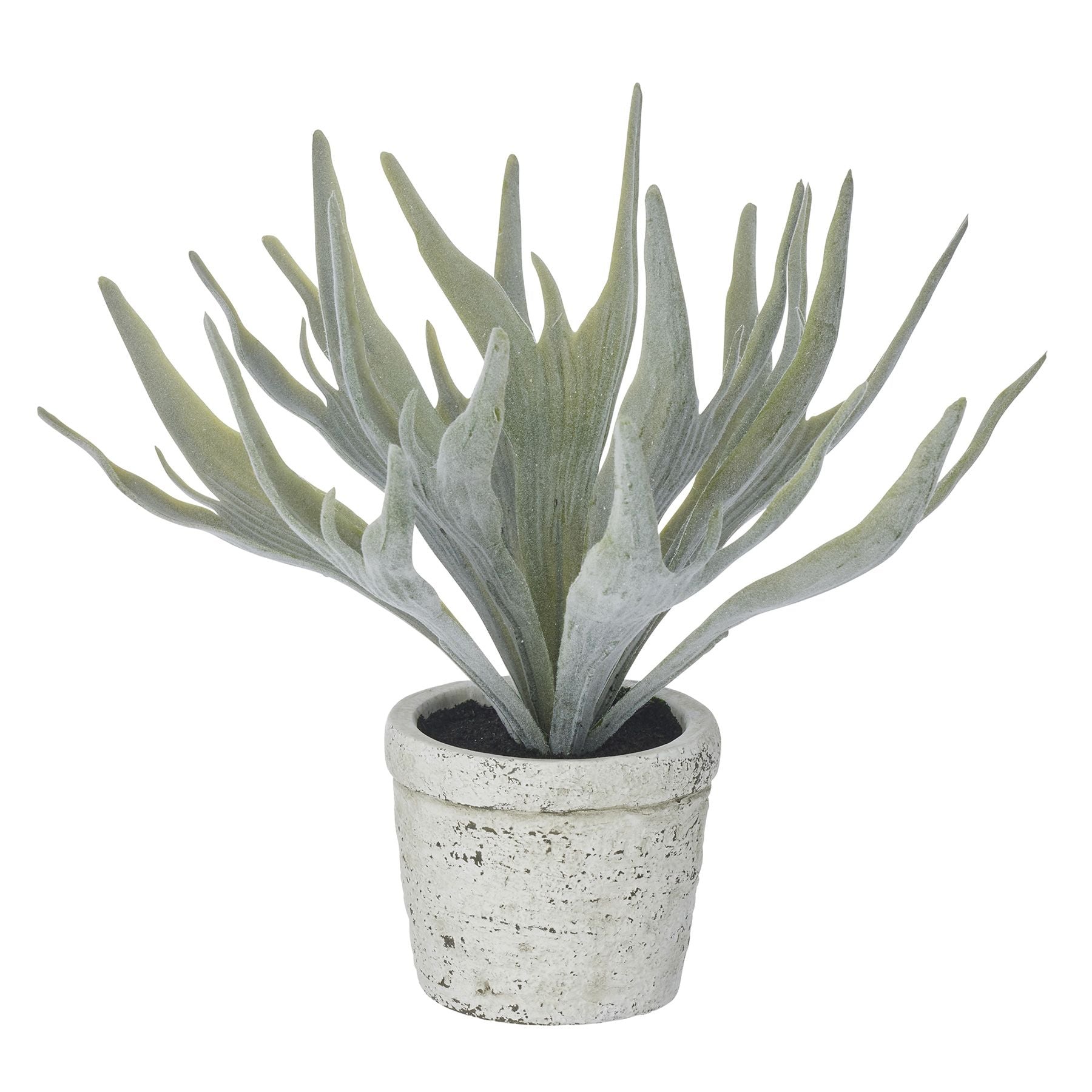 Life Botanic Staghorn Fern in Pot