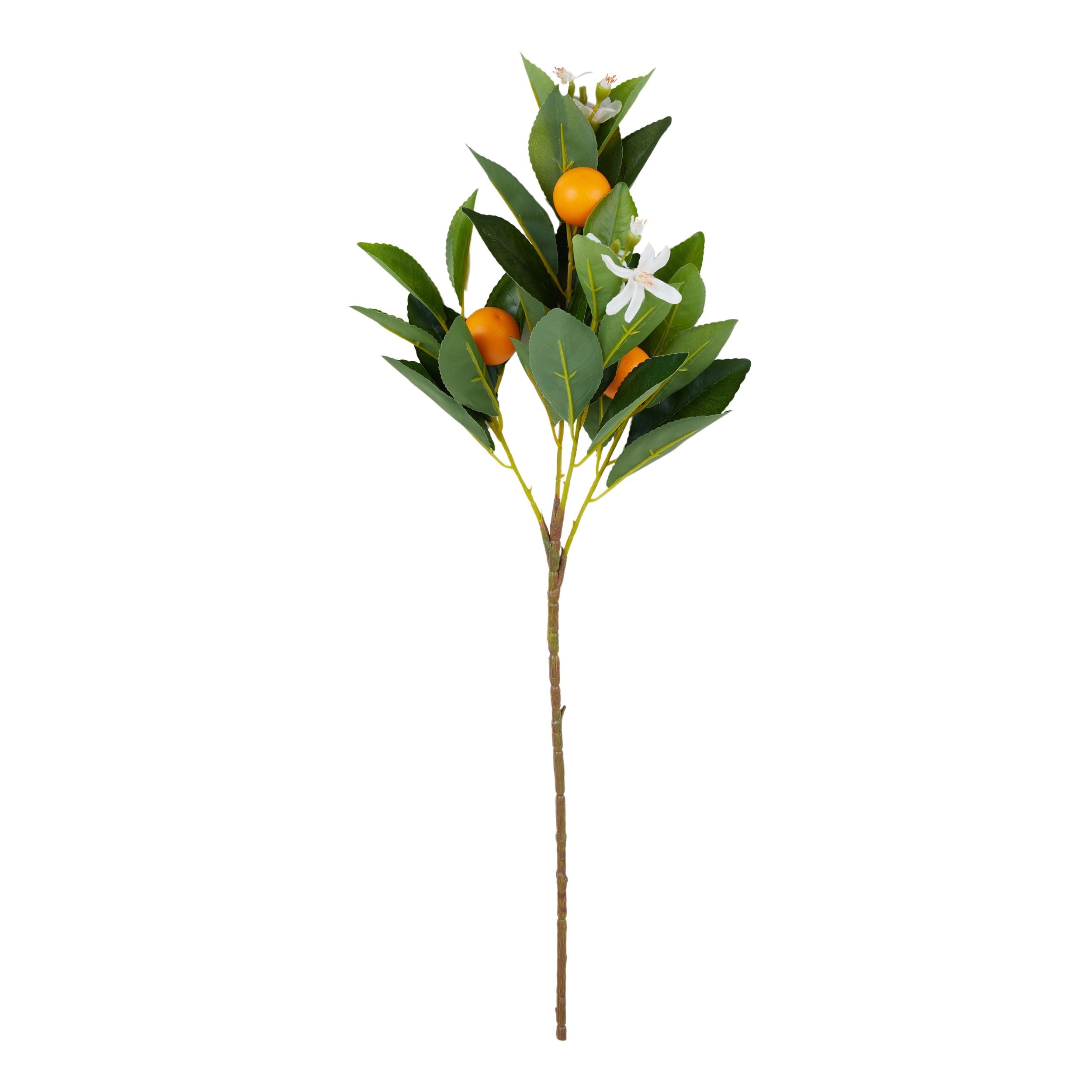 Life Botanic Cumquat Stem Green/Orange