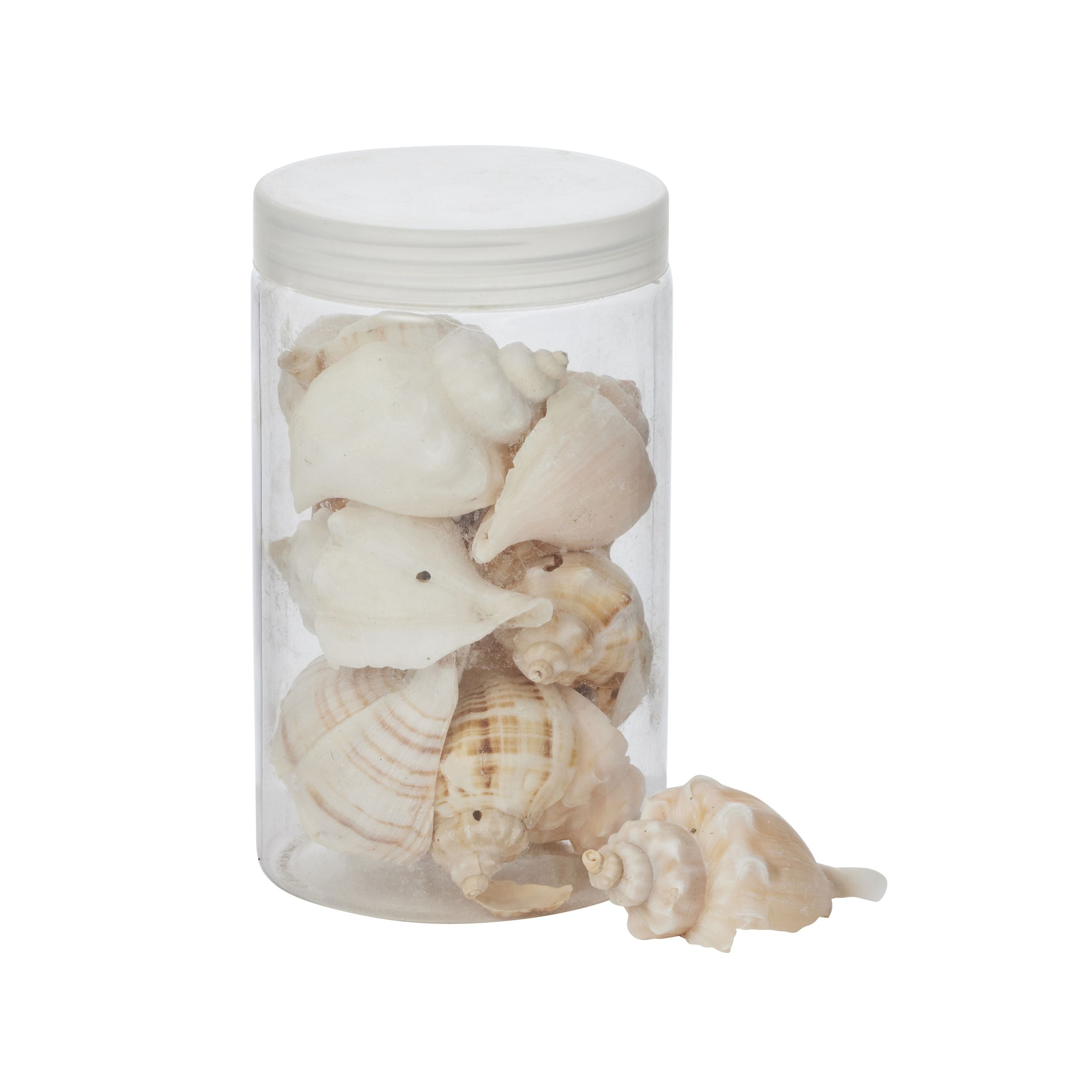 Coast To Coast Conch Seashells 350g