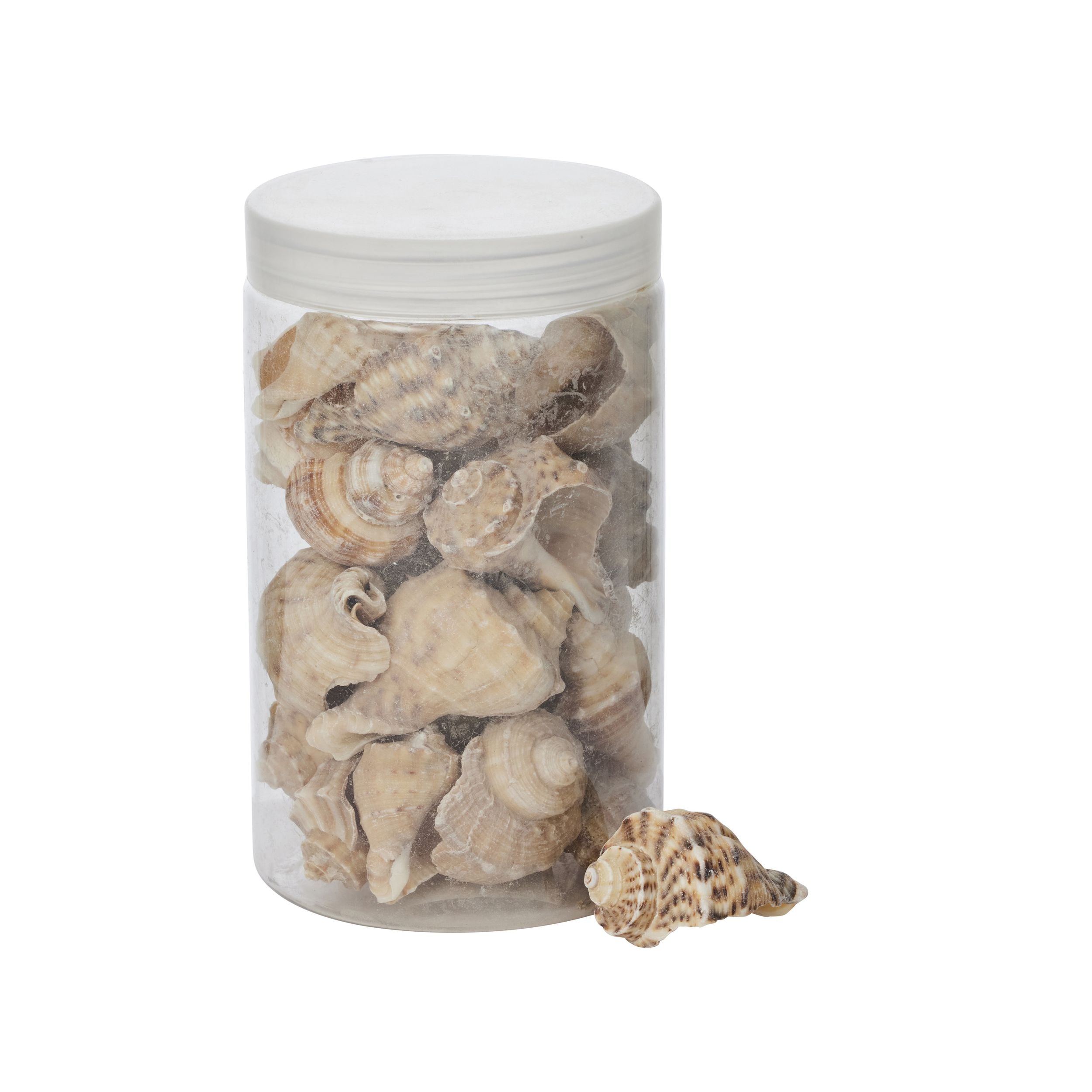Coast To Coast Murex Seashells 500g