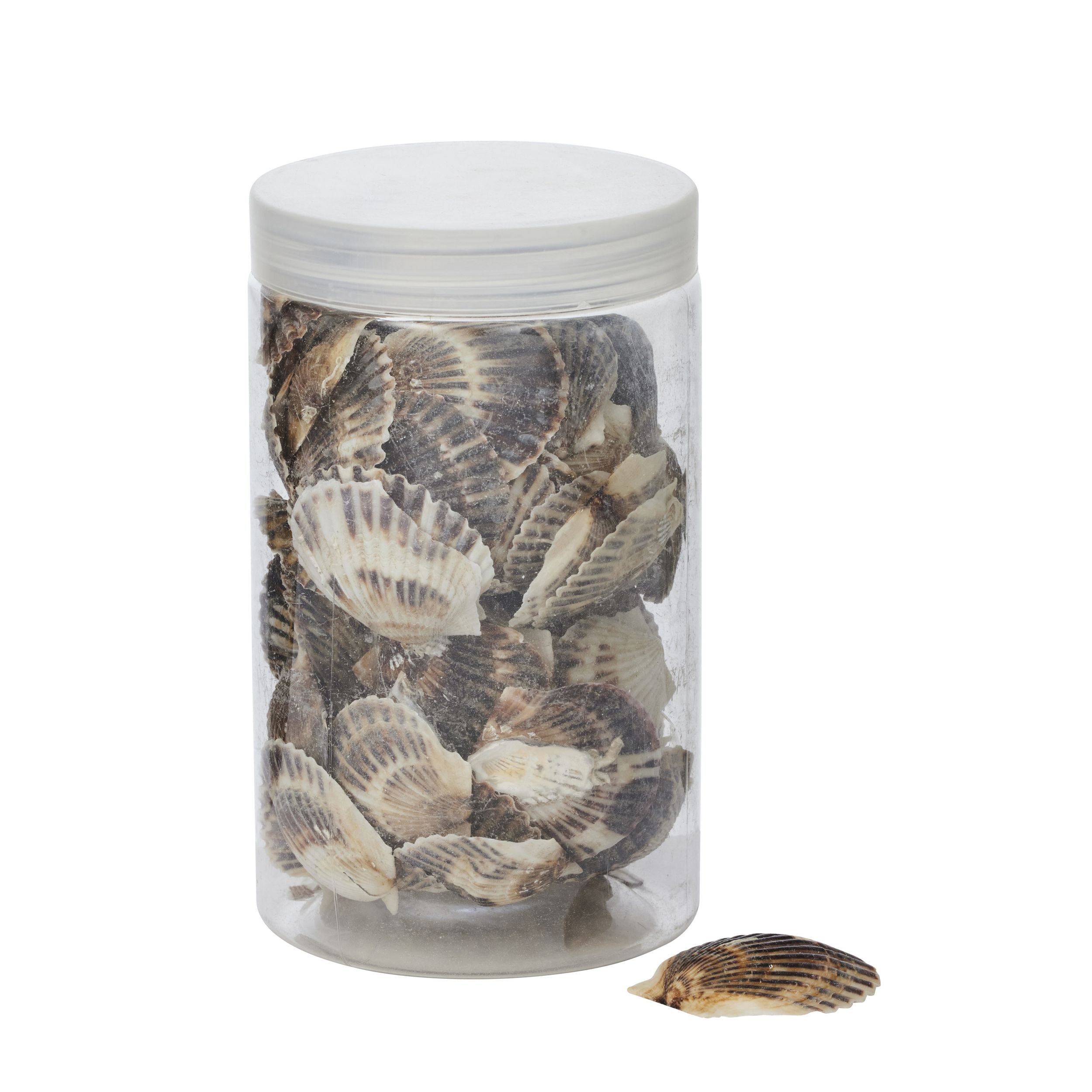 Coast To Coast Scallop Seashells 400g