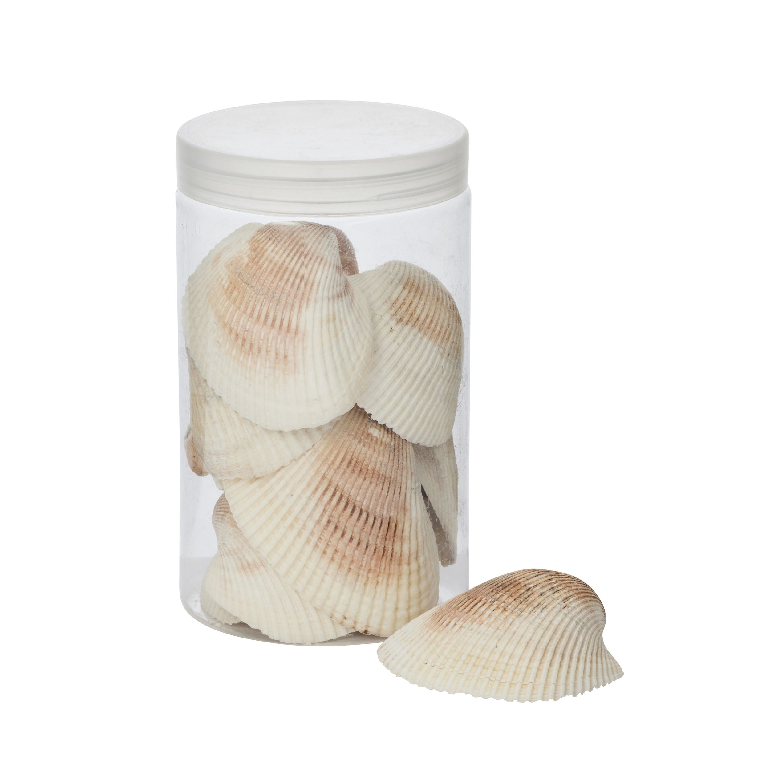 Coast To Coast Cockle Seashells 500g