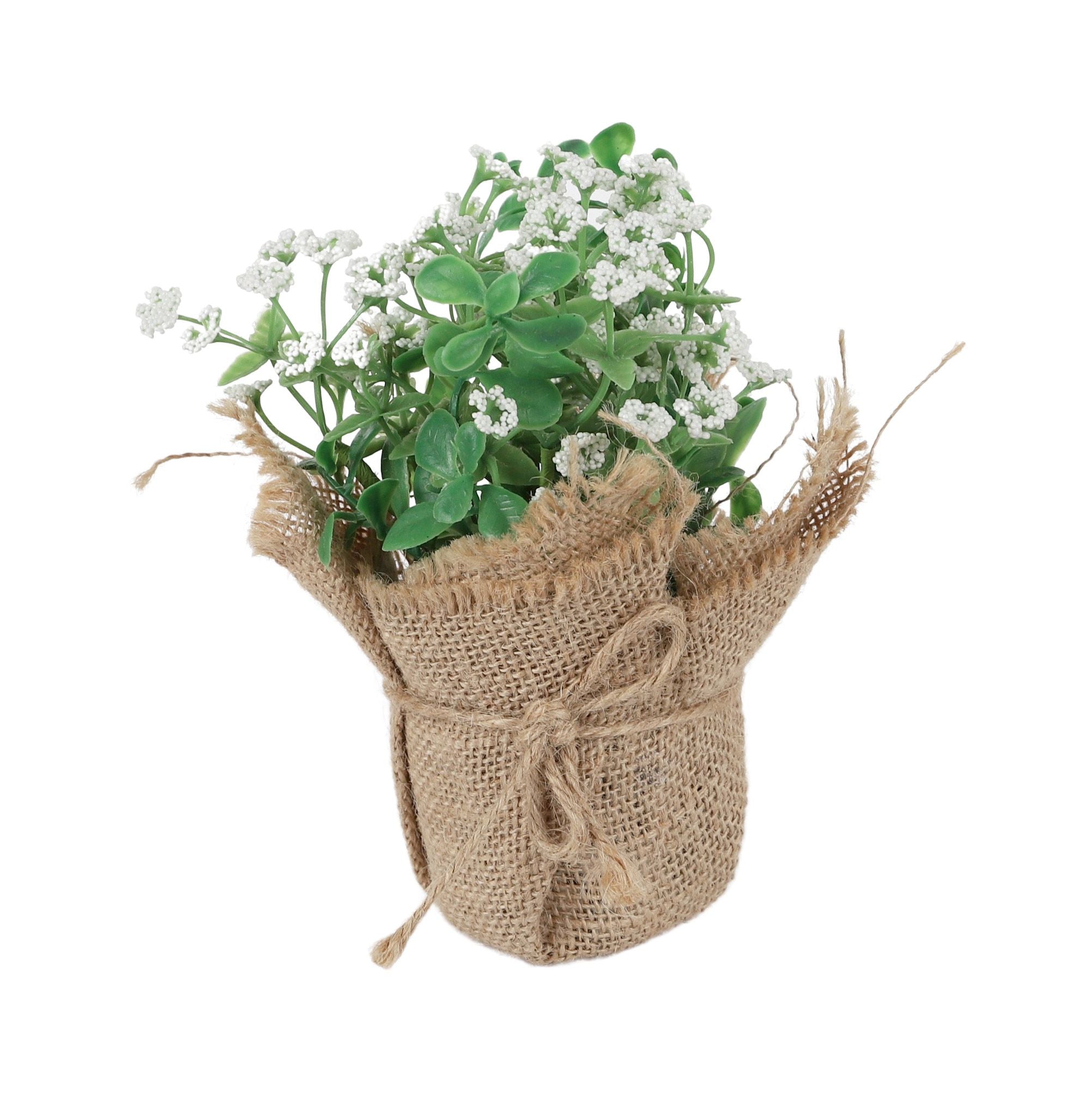 Life Botanic White Flower Shrub in Burlap
