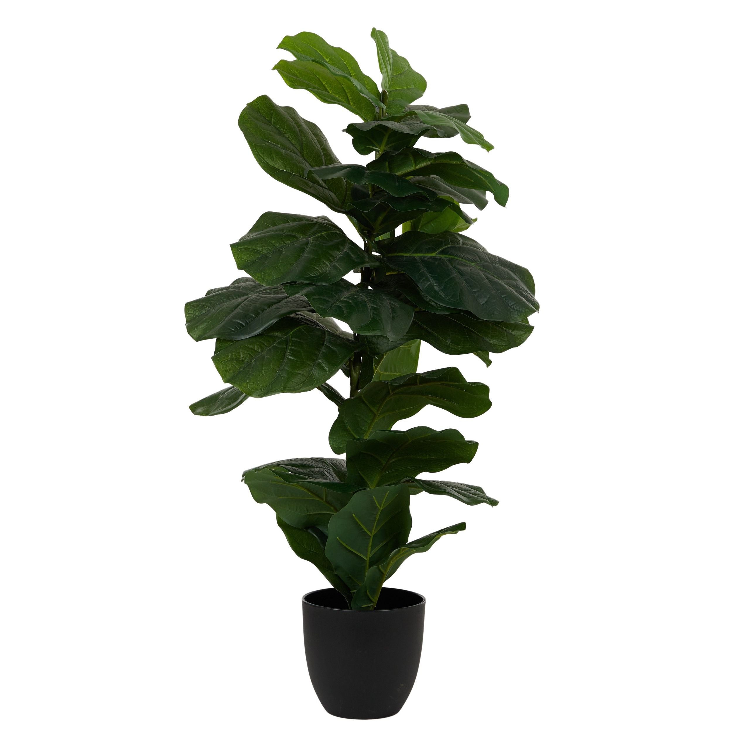 Life Botanic Fiddle Leaf Fig RT with Pot