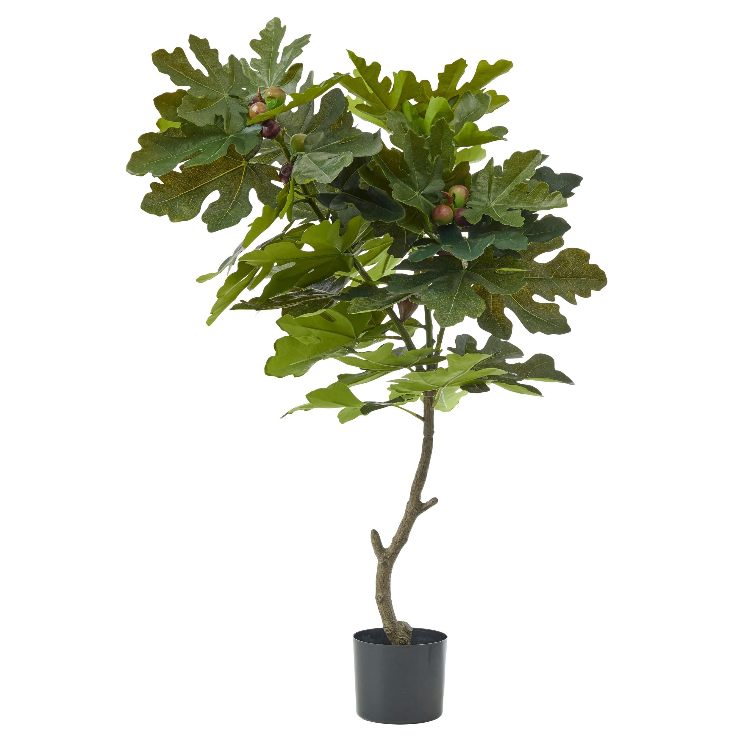 Life Botanic Fig Tree RT with Pot