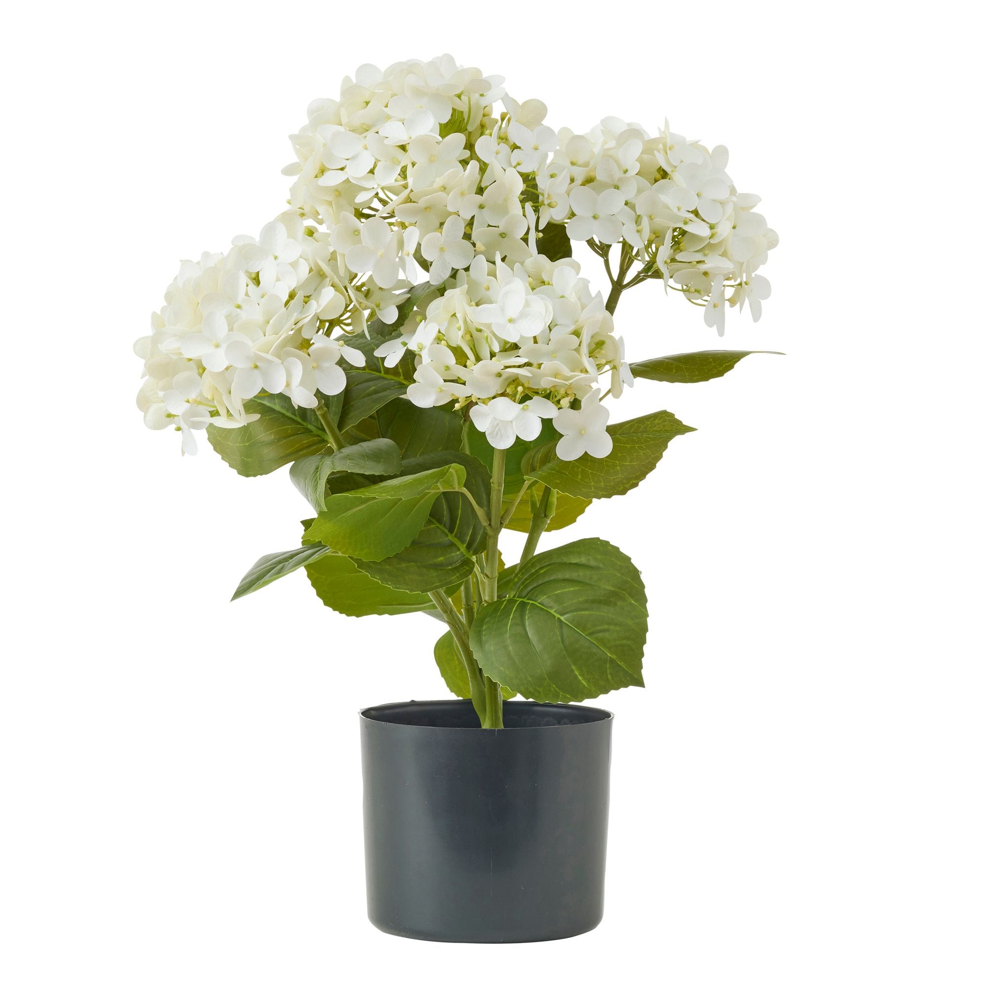 Life Botanic Hydrangea Plant with Pot White